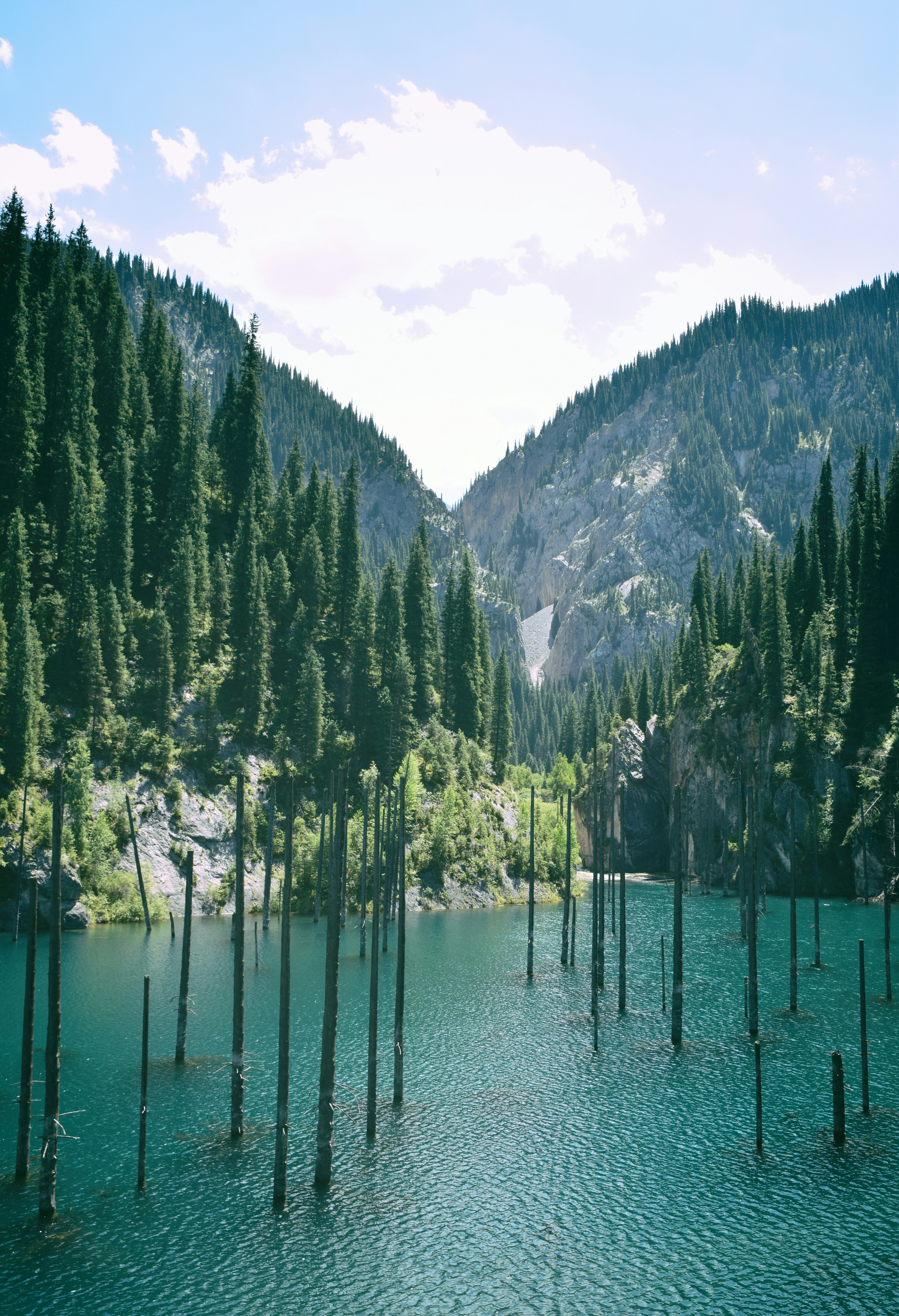 Submerged tree trunks rise from a clear mountain lake