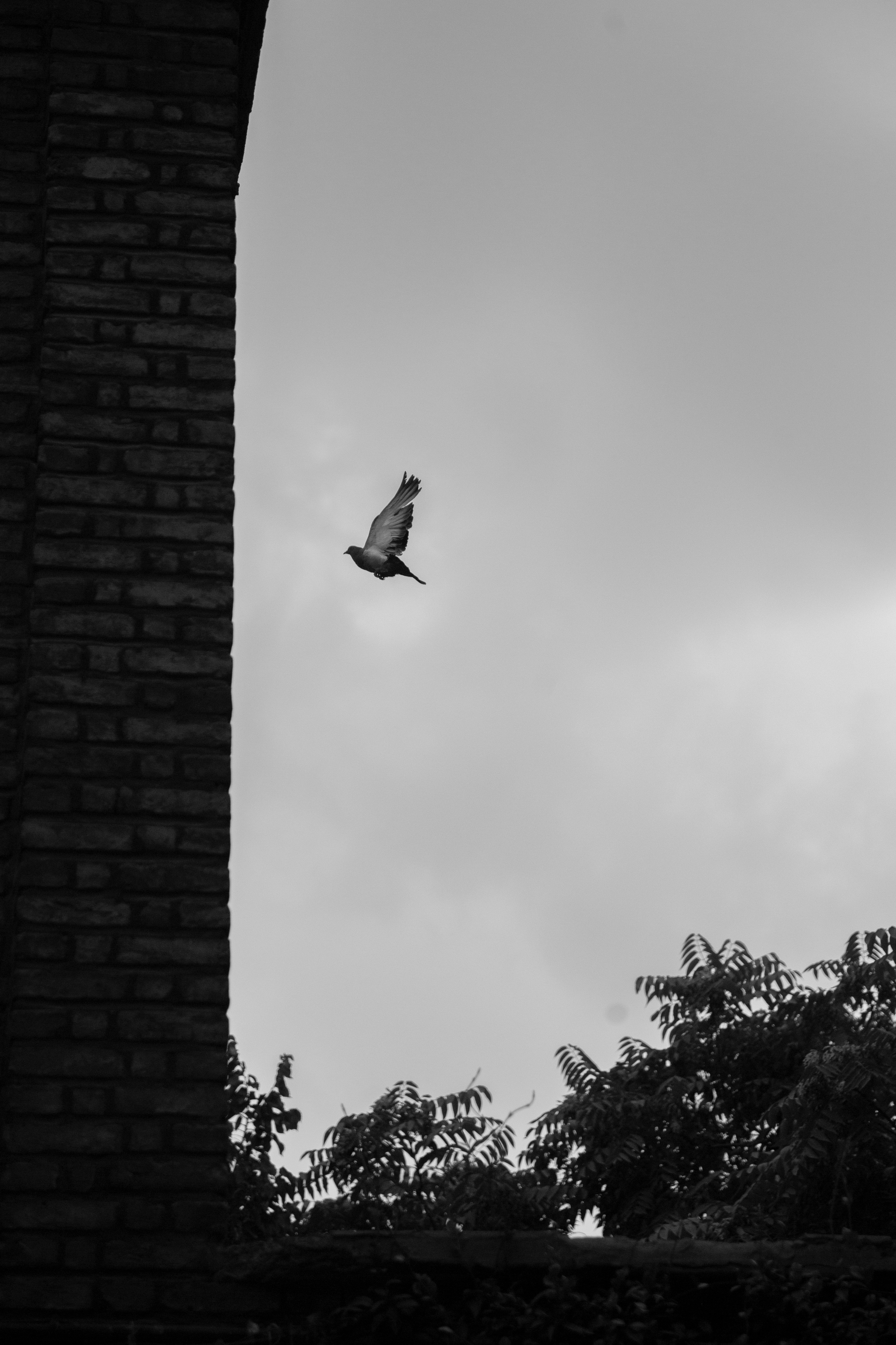 Pigeon flying against a cloudy sky near a brick wall.