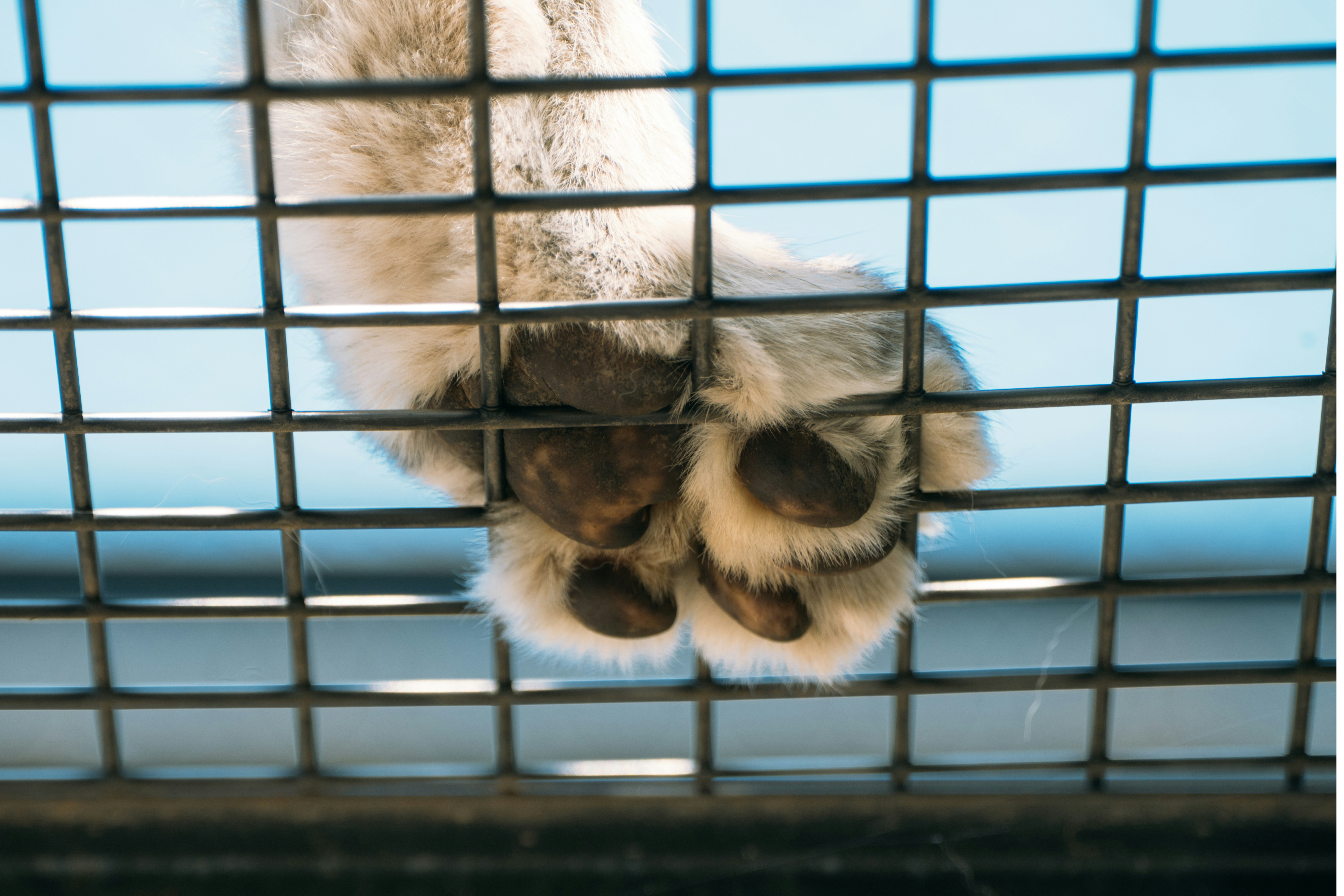 毛むくじゃらの動物の前足が金属の檻に押し付けられている