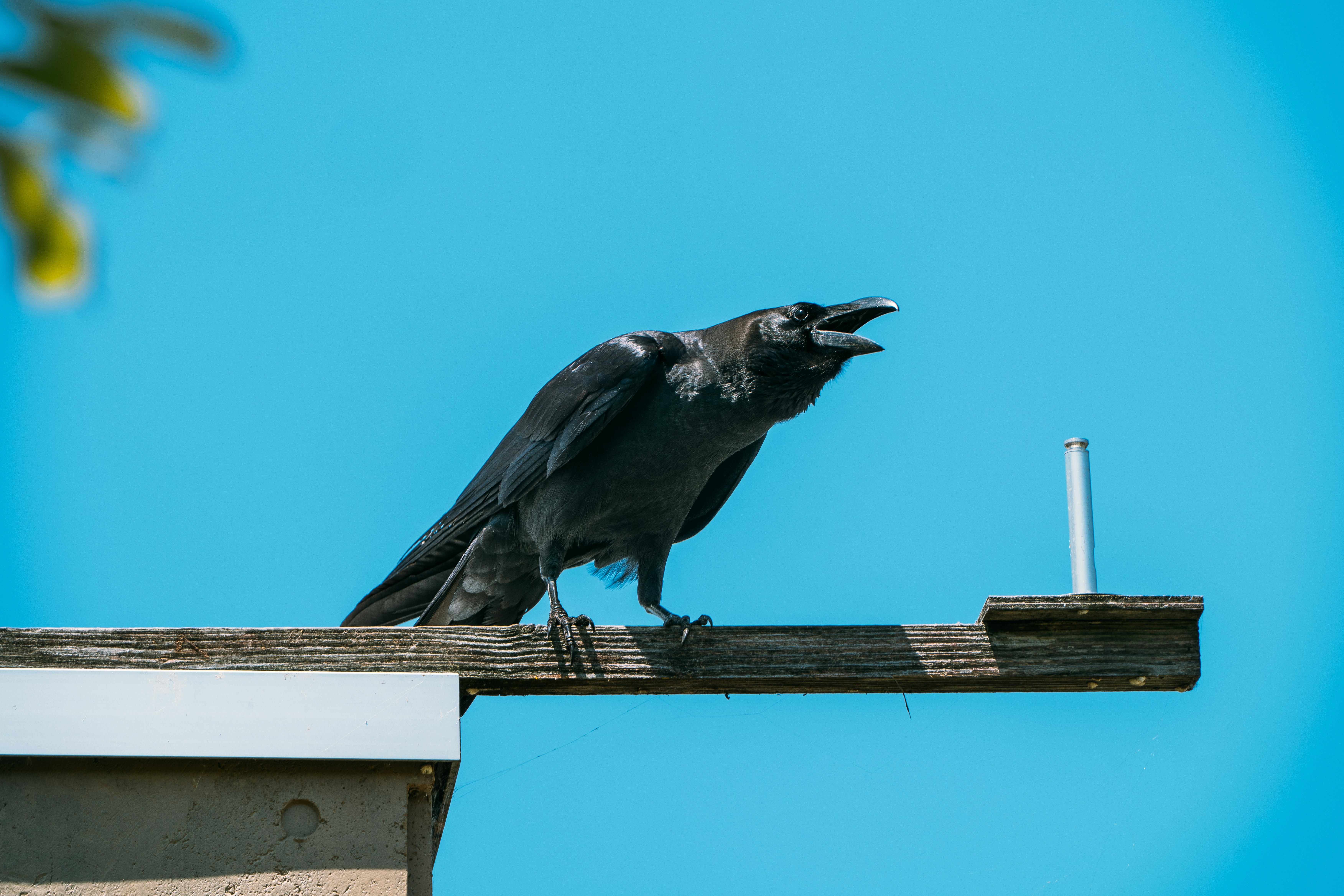 青空の下、木の梁の上でカラスが鳴いている。