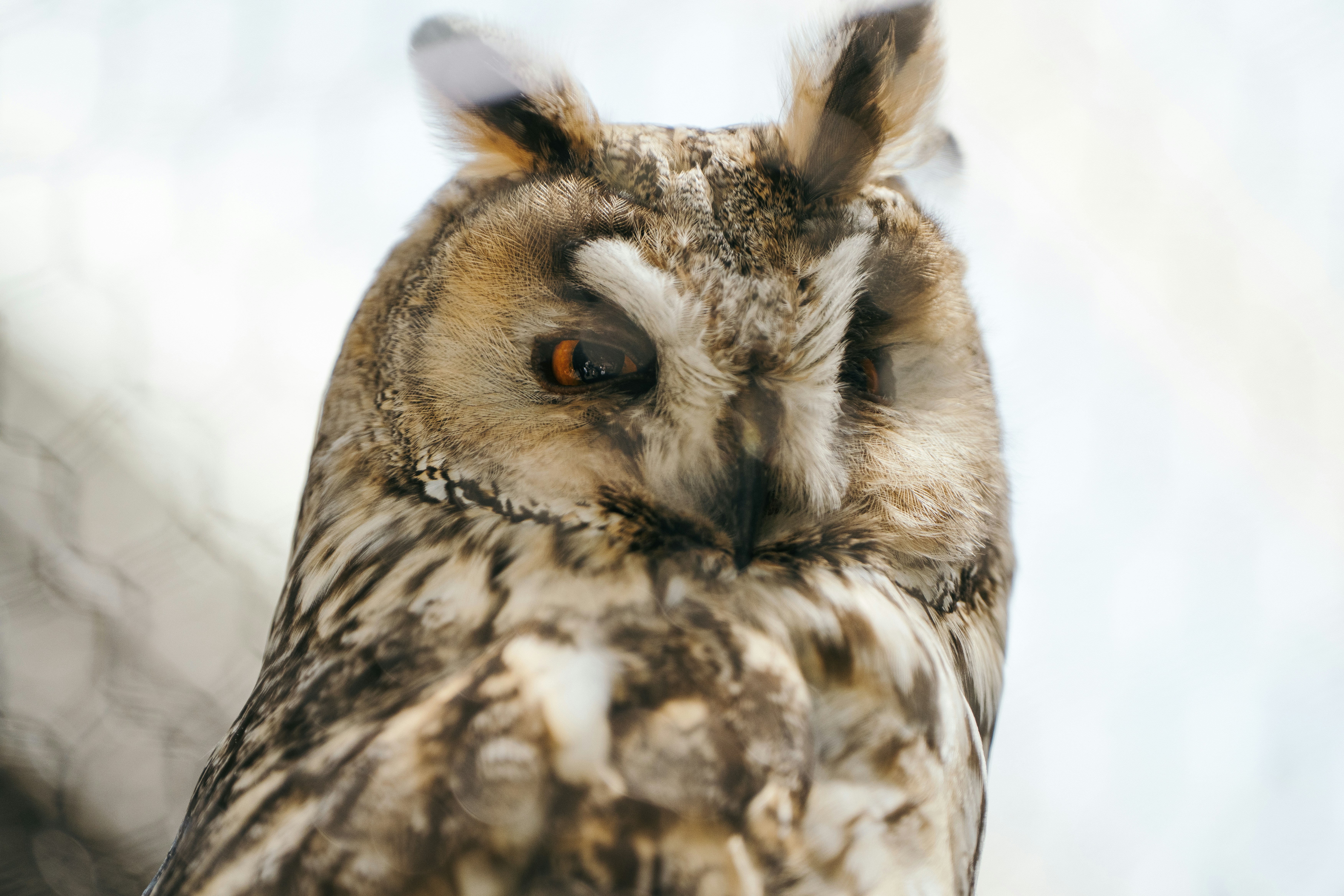 片目を閉じて下を見つめる長い耳のフクロウ。