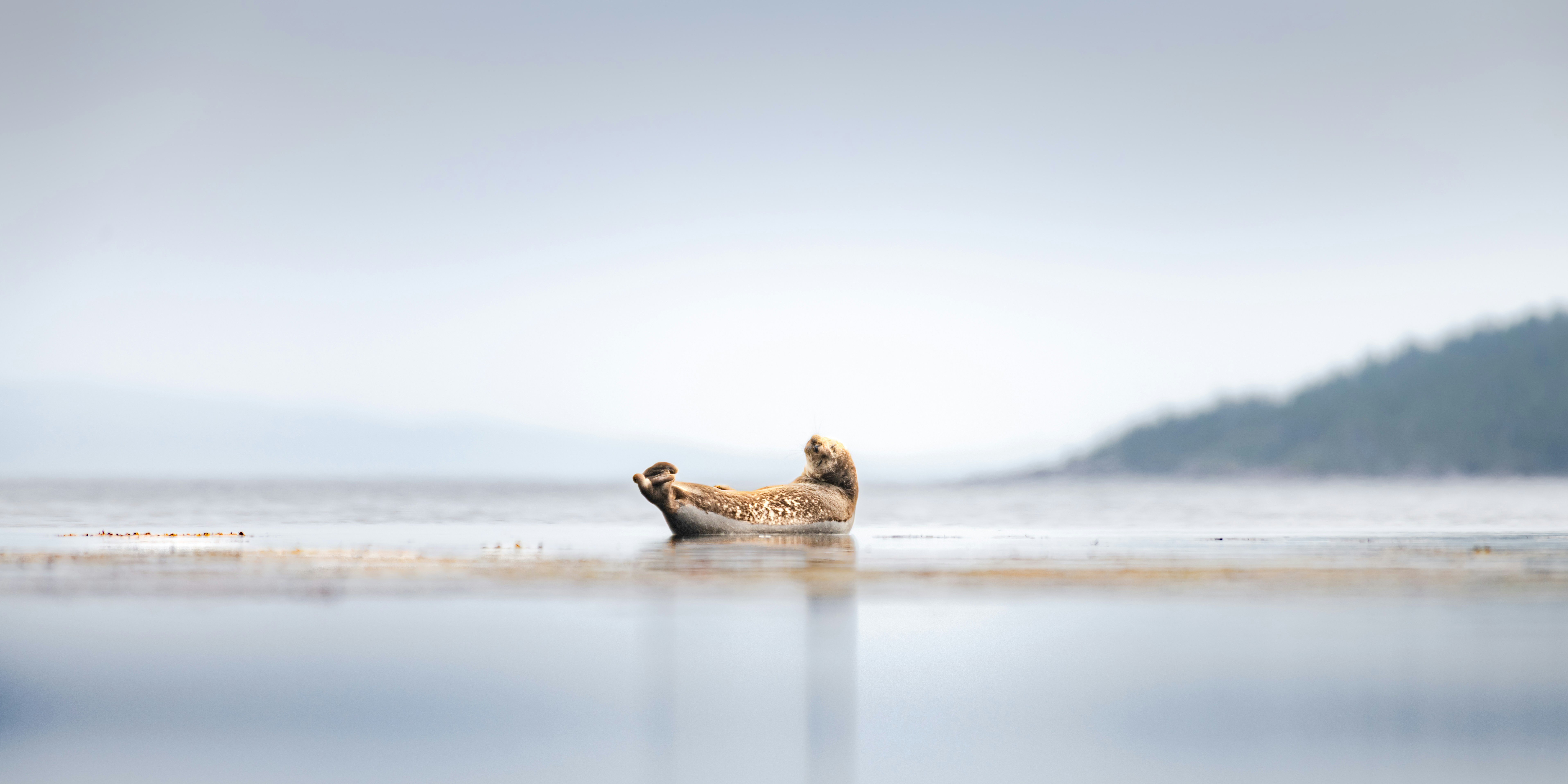 Harbour seal — Jeremy Hynes
