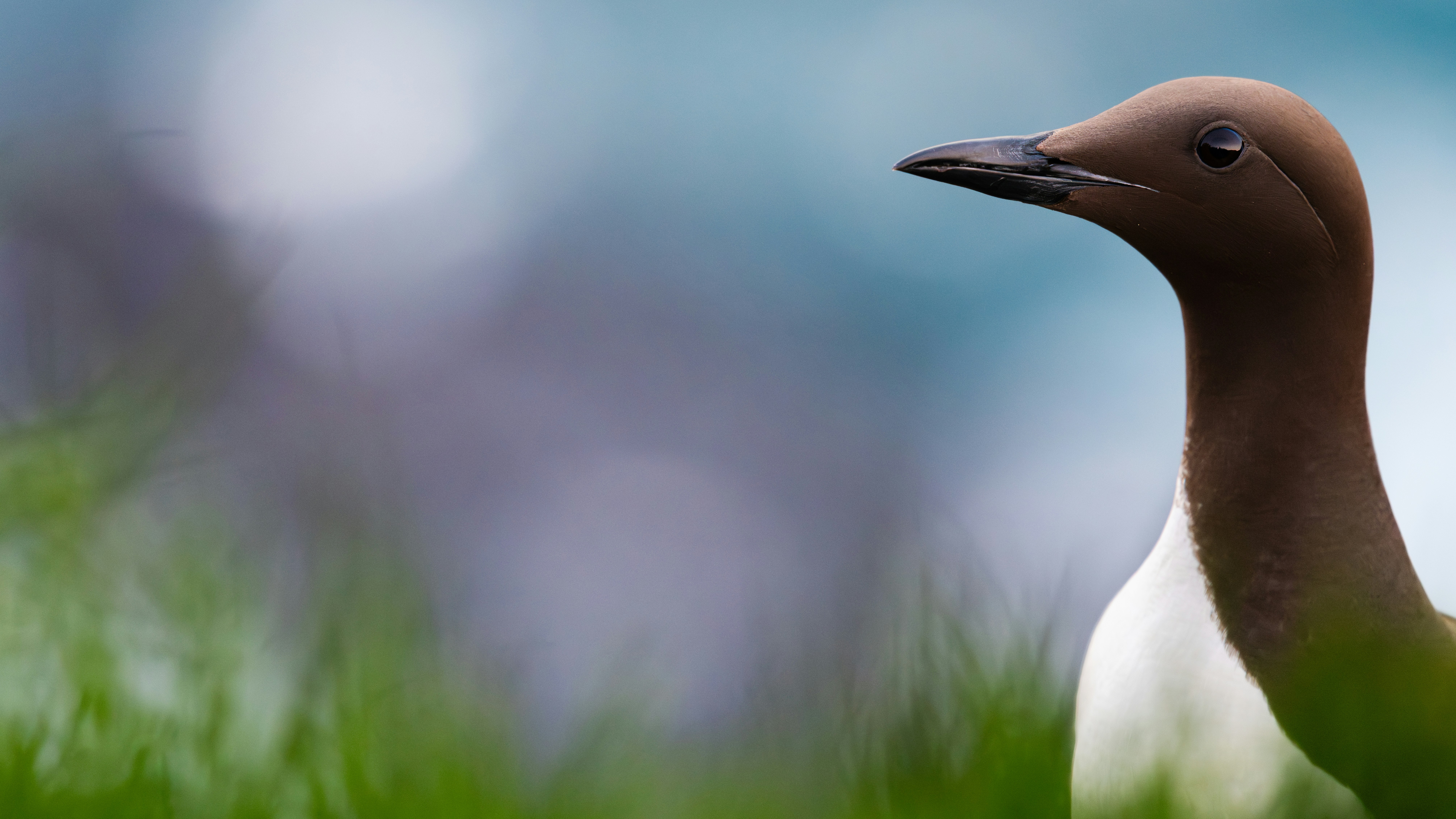 Ein braun-weißer Vogel steht im grünen Gras