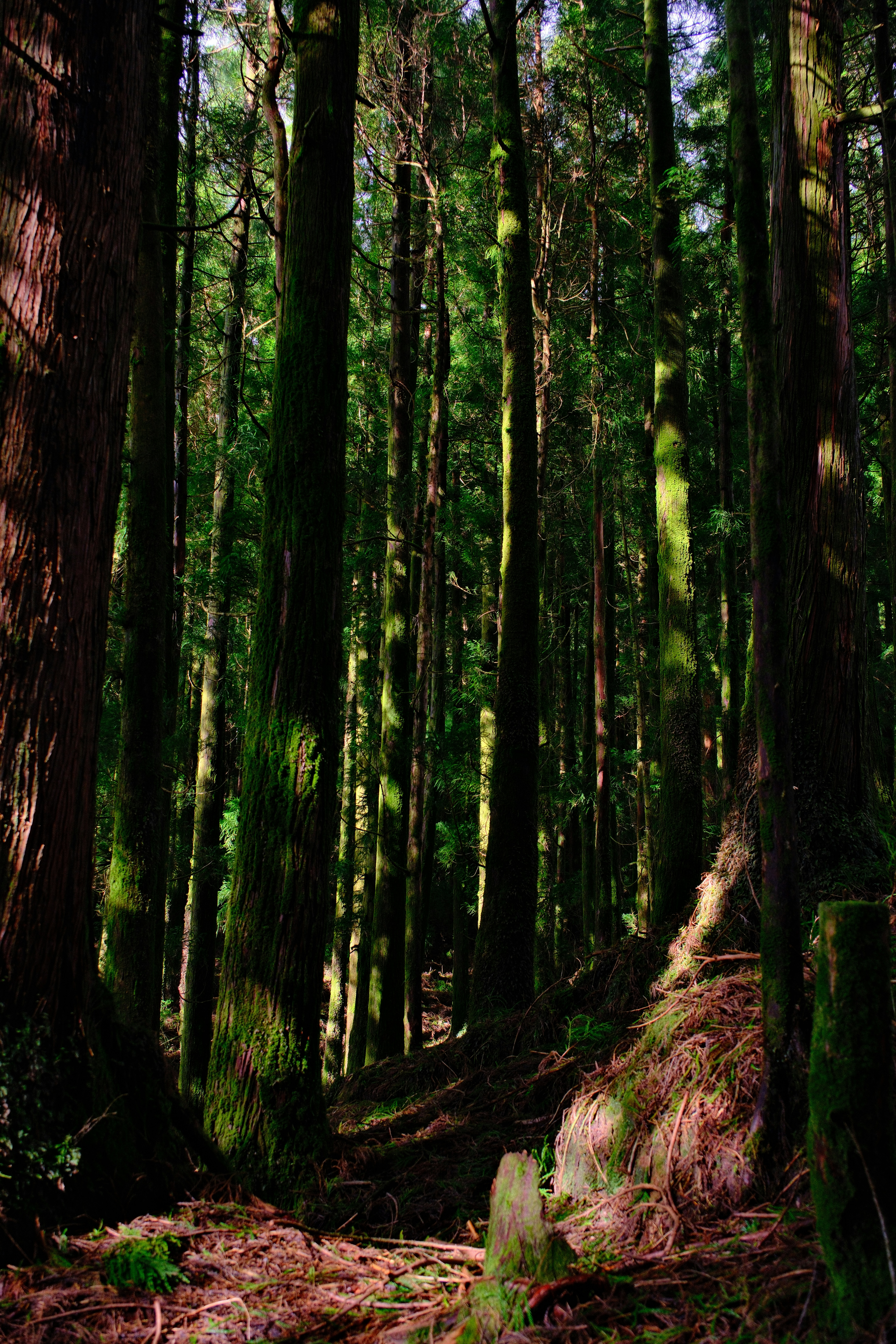 Dense forest with tall trees with sunlight filtering through