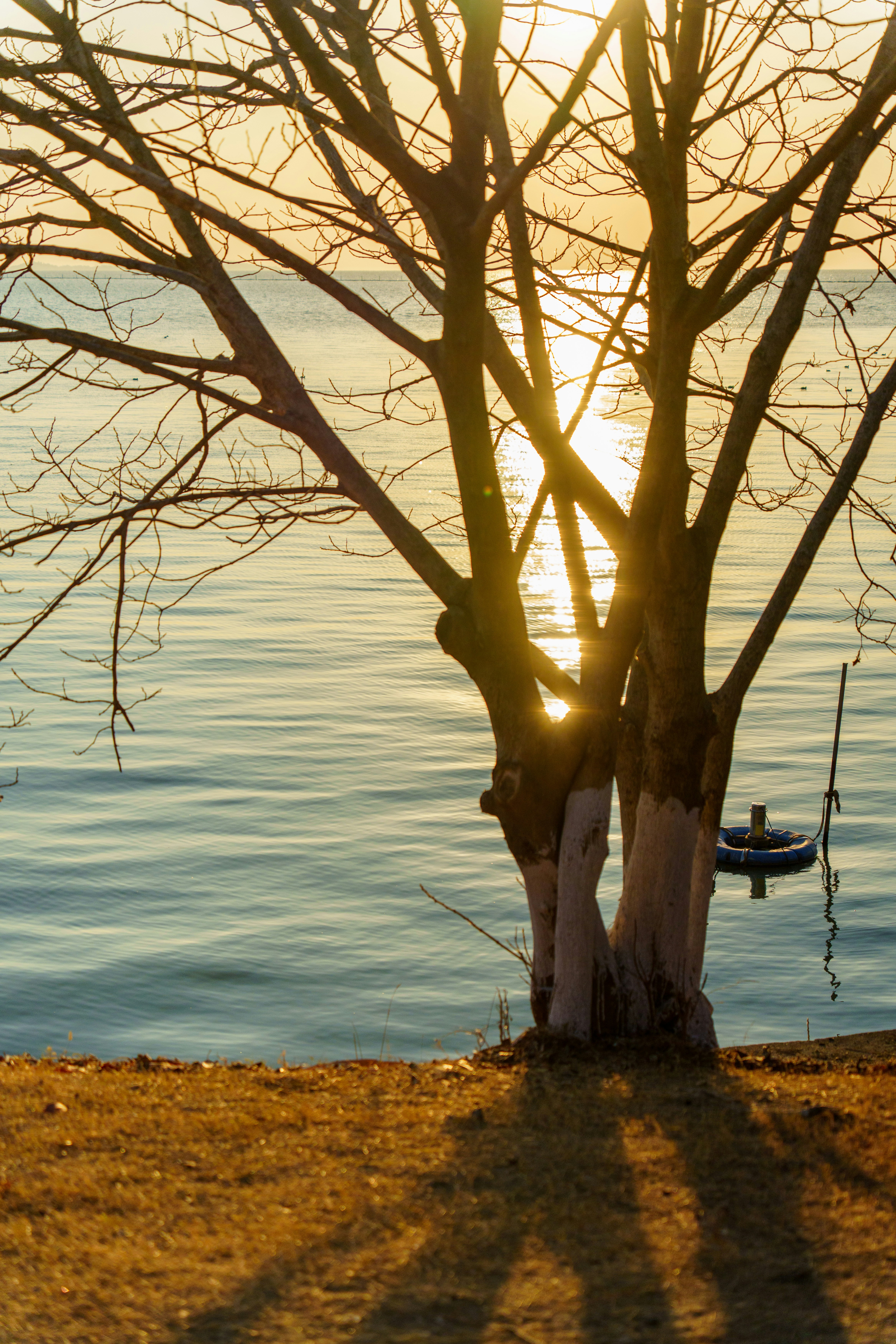 Golden sunset reflects on water behind a leafless tree
