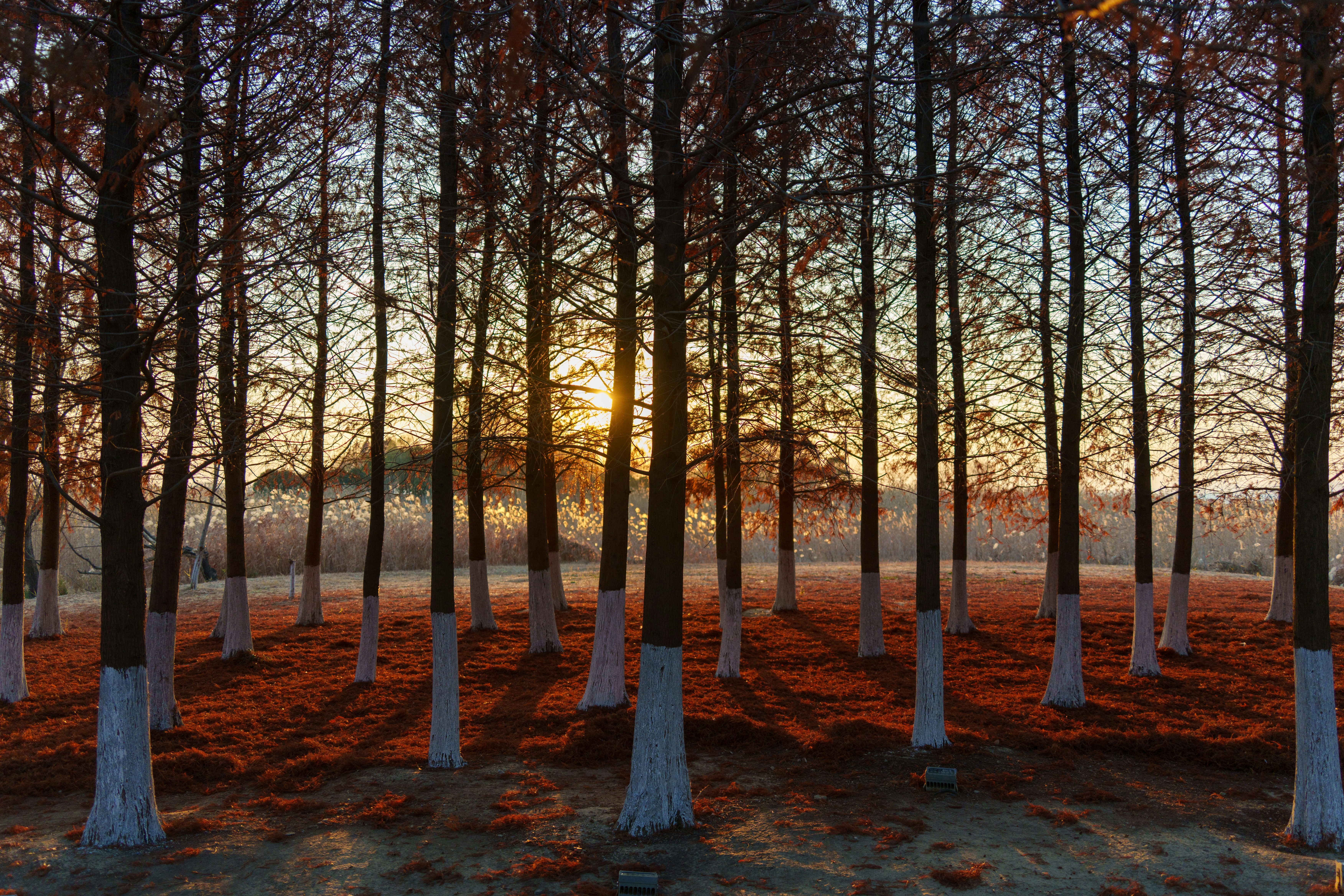 Sunset through a forest of trees with white painted trunks