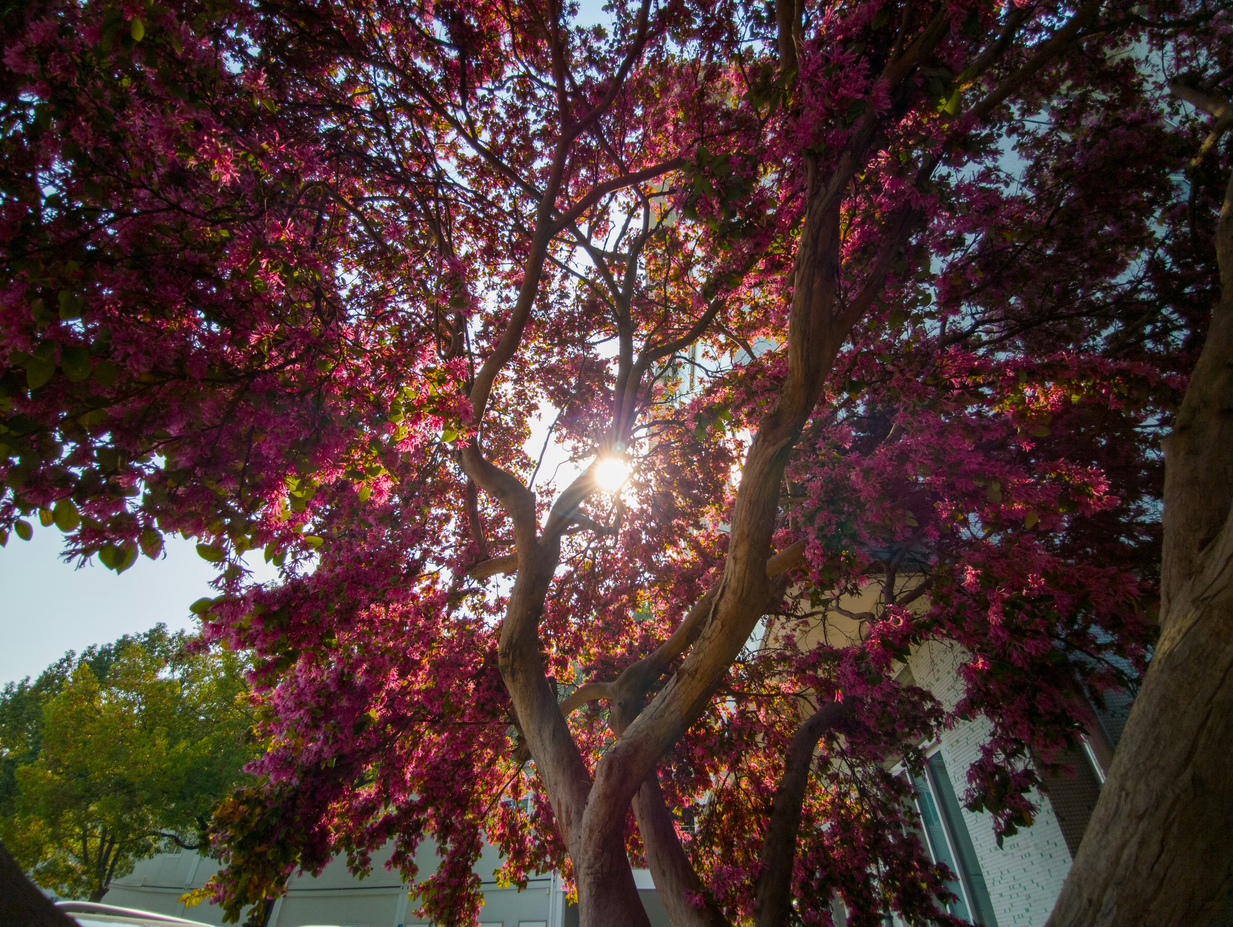 Sunlight shines through vibrant pink leaves of a tree