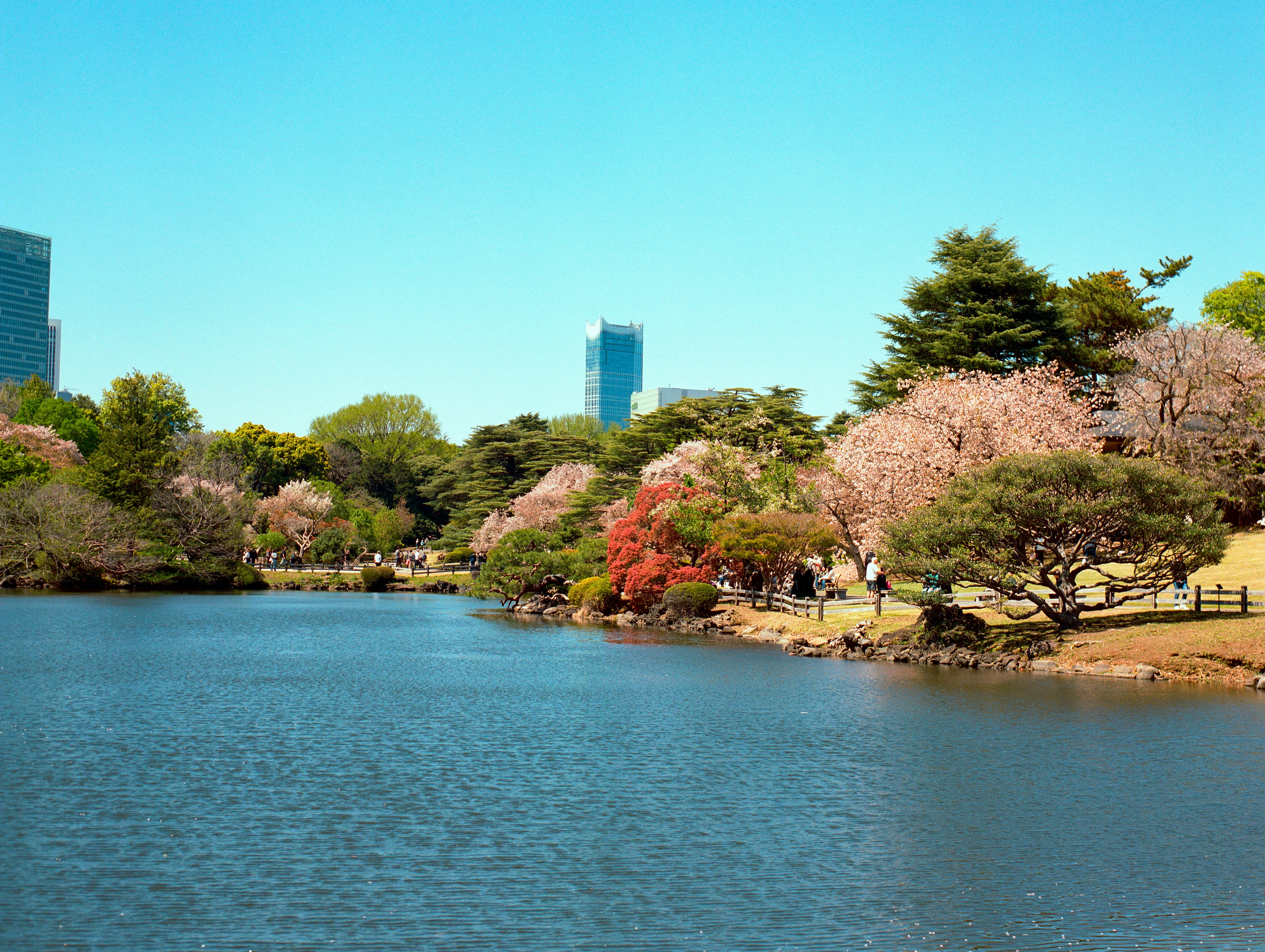 Serene park lake with blooming cherry trees and city skyline