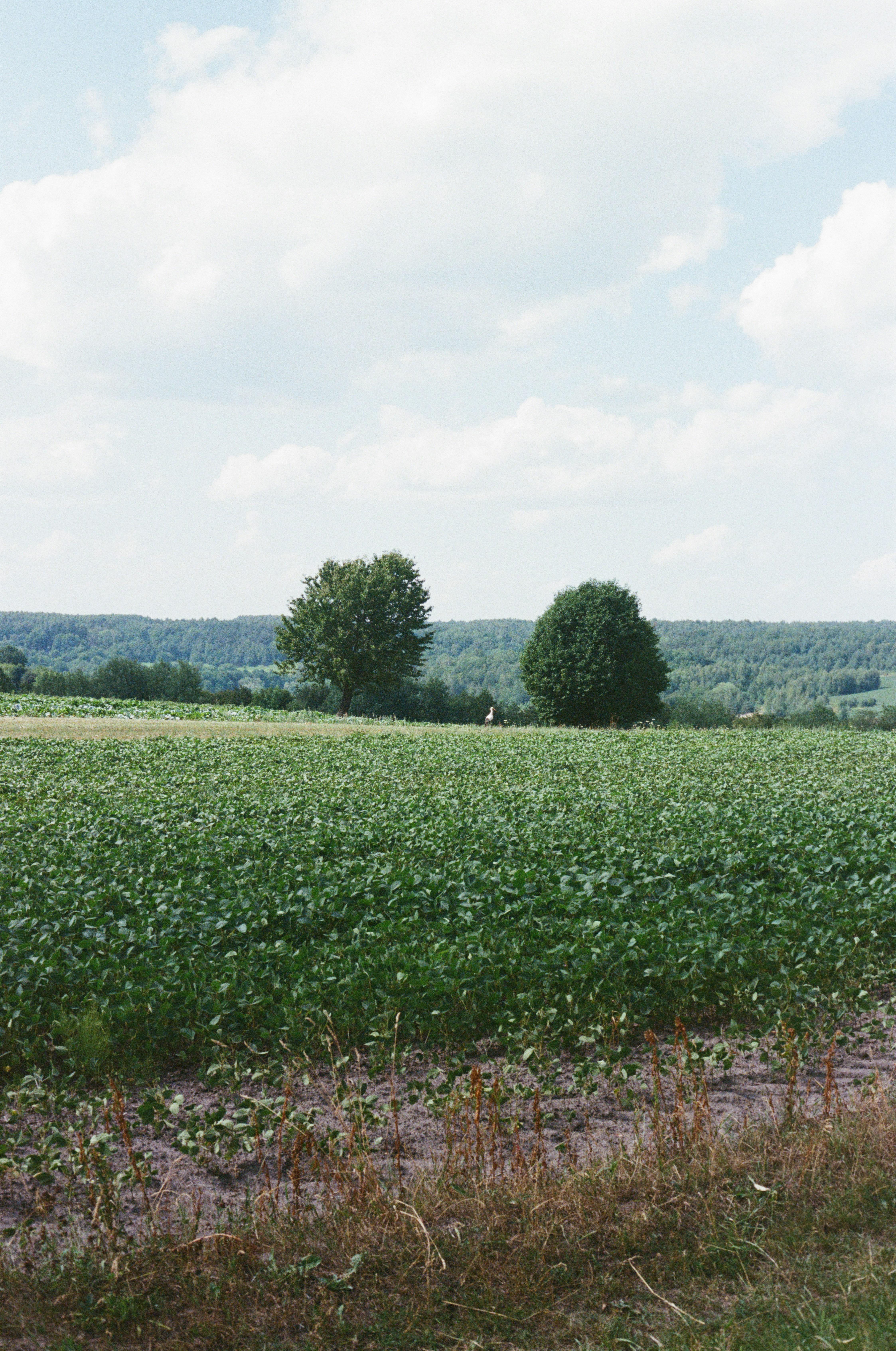 A green field with two trees under a cloudy sky