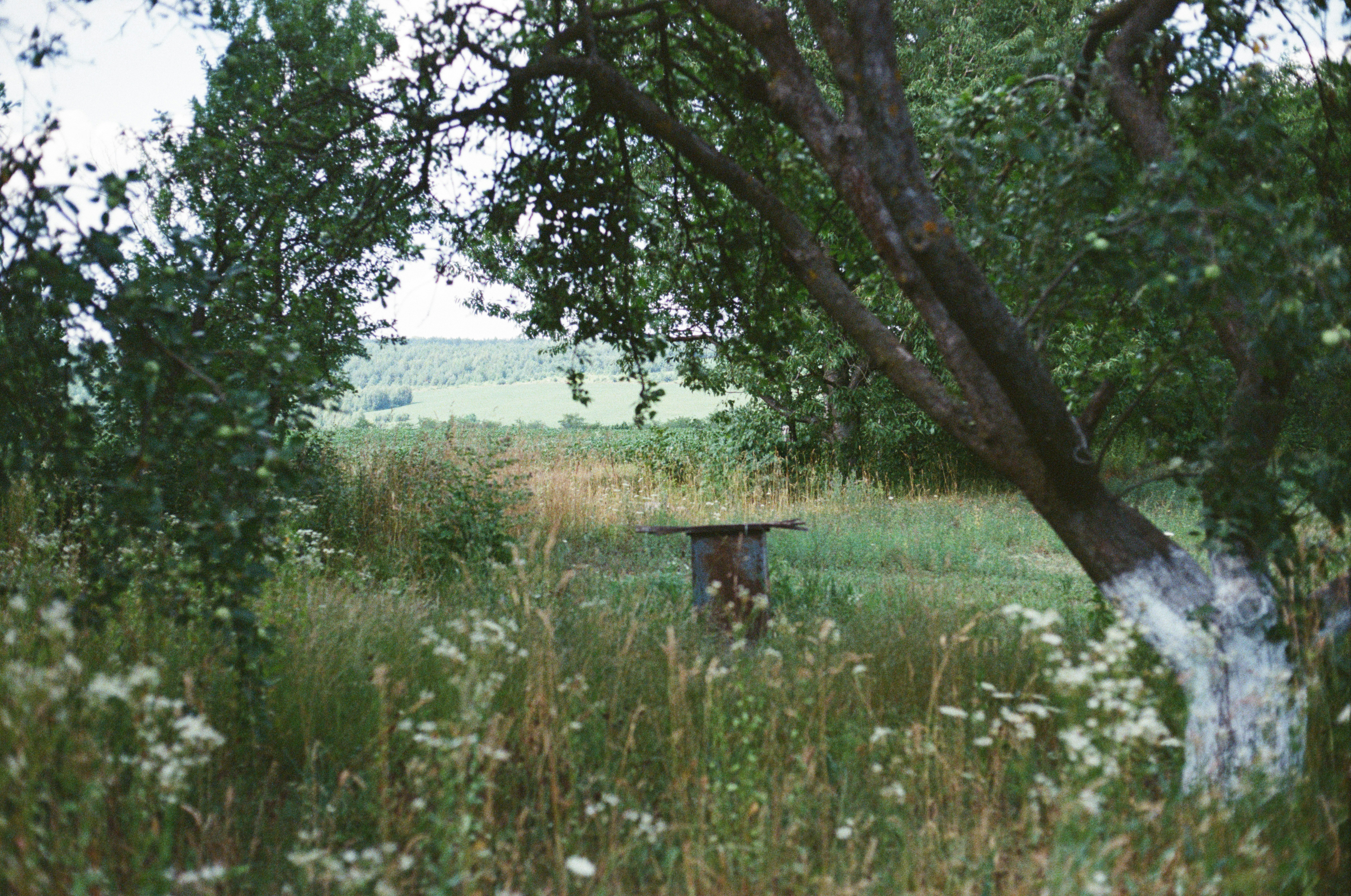 Rustic wooden structure in an overgrown field with trees