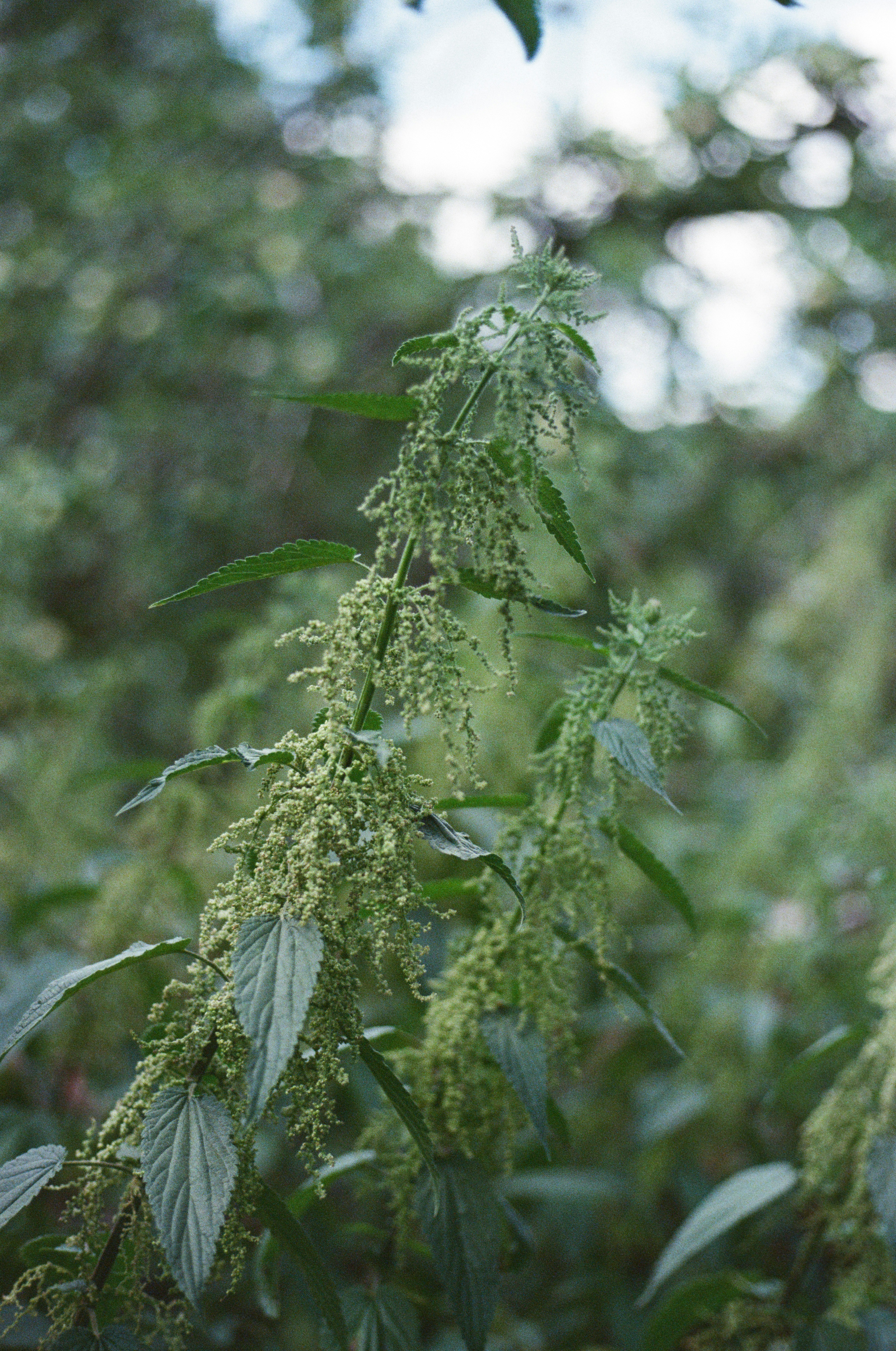 Green stinging nettle plant with small flowers in a garden