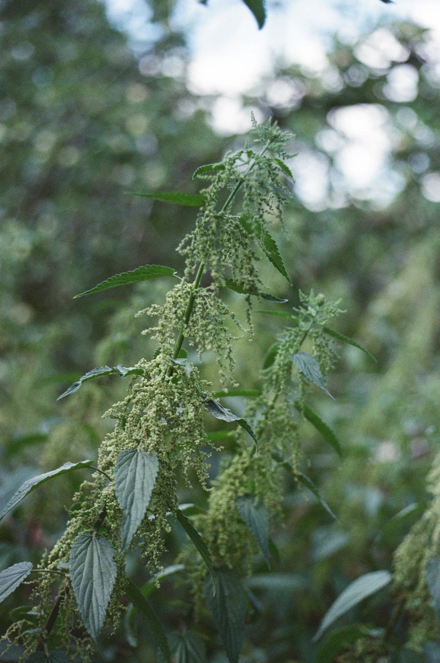 A green stinging nettle plant with small flowers in a garden