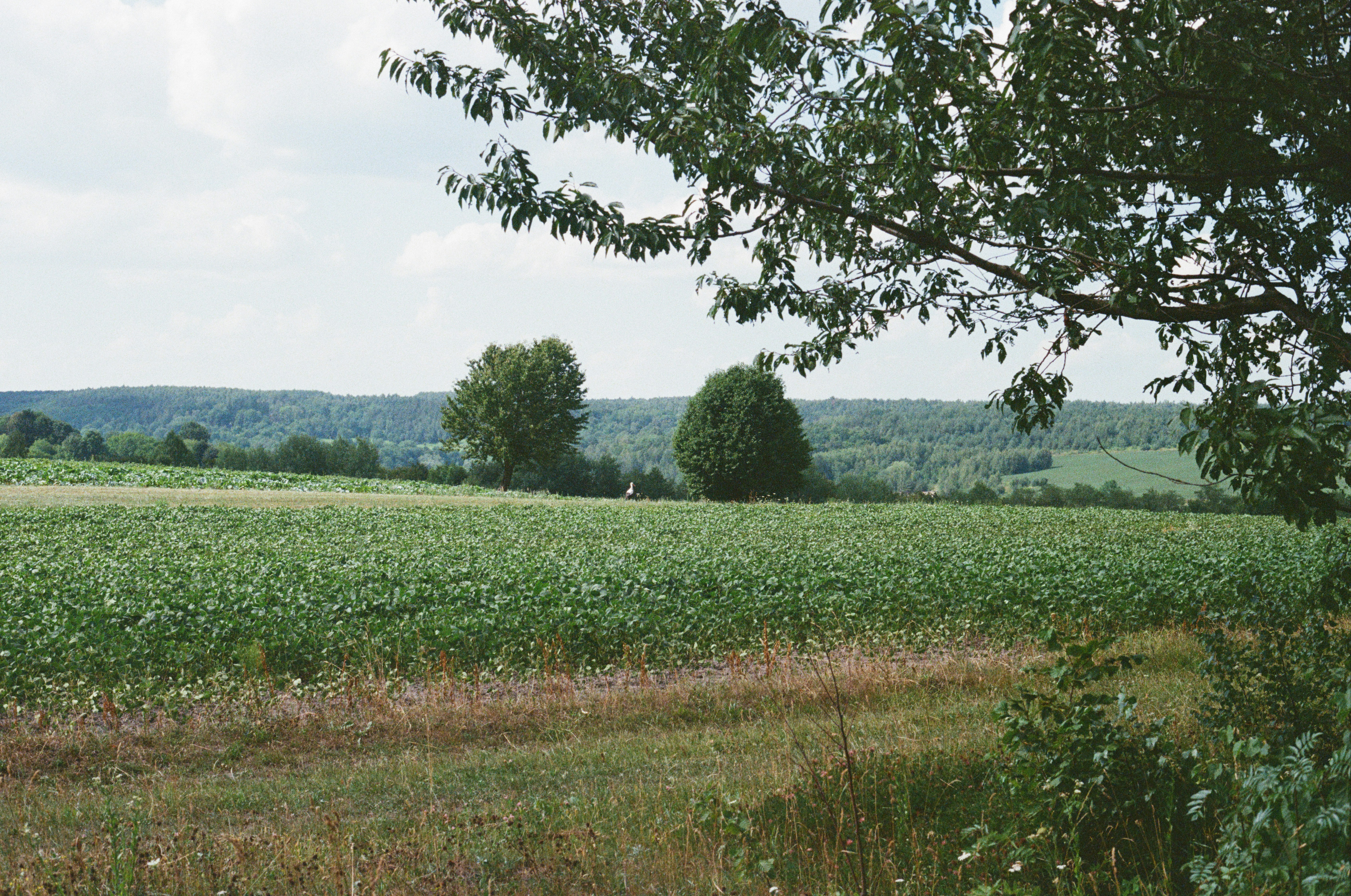Lush green field with distant trees and a cloudy sky