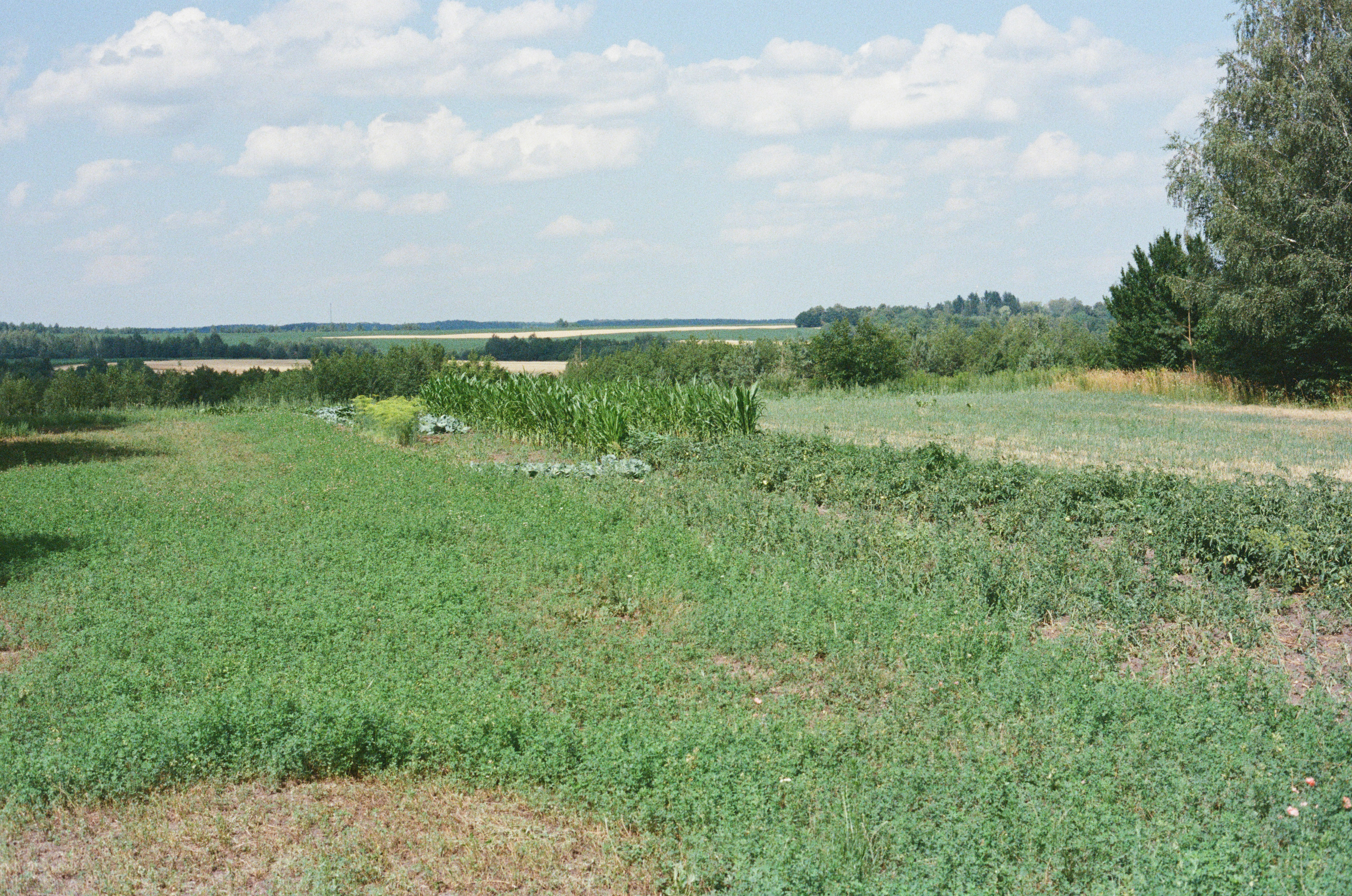 Green fields and cultivated crops under a cloudy sky