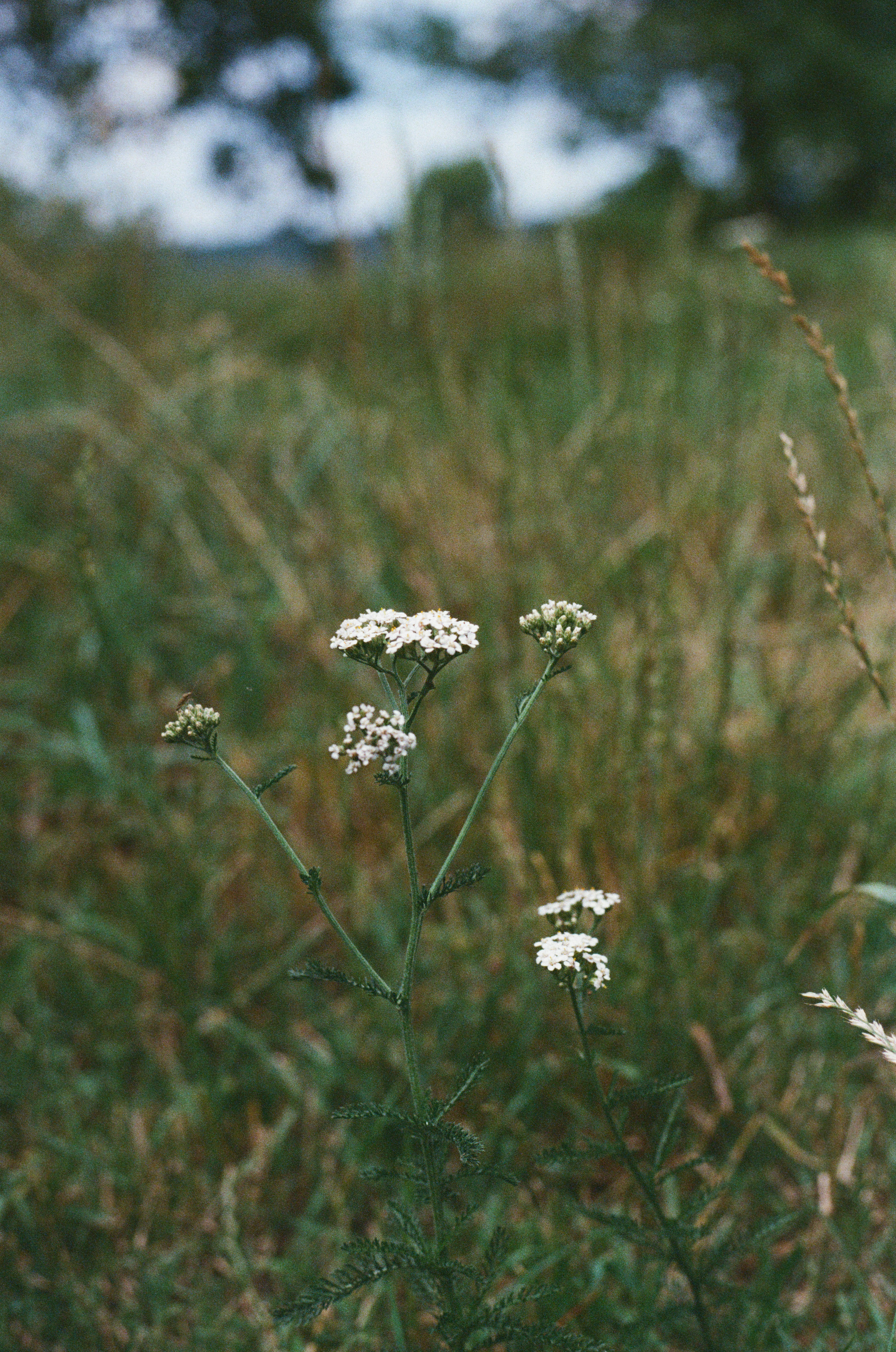 White wildflowers blooming in a field of green grass