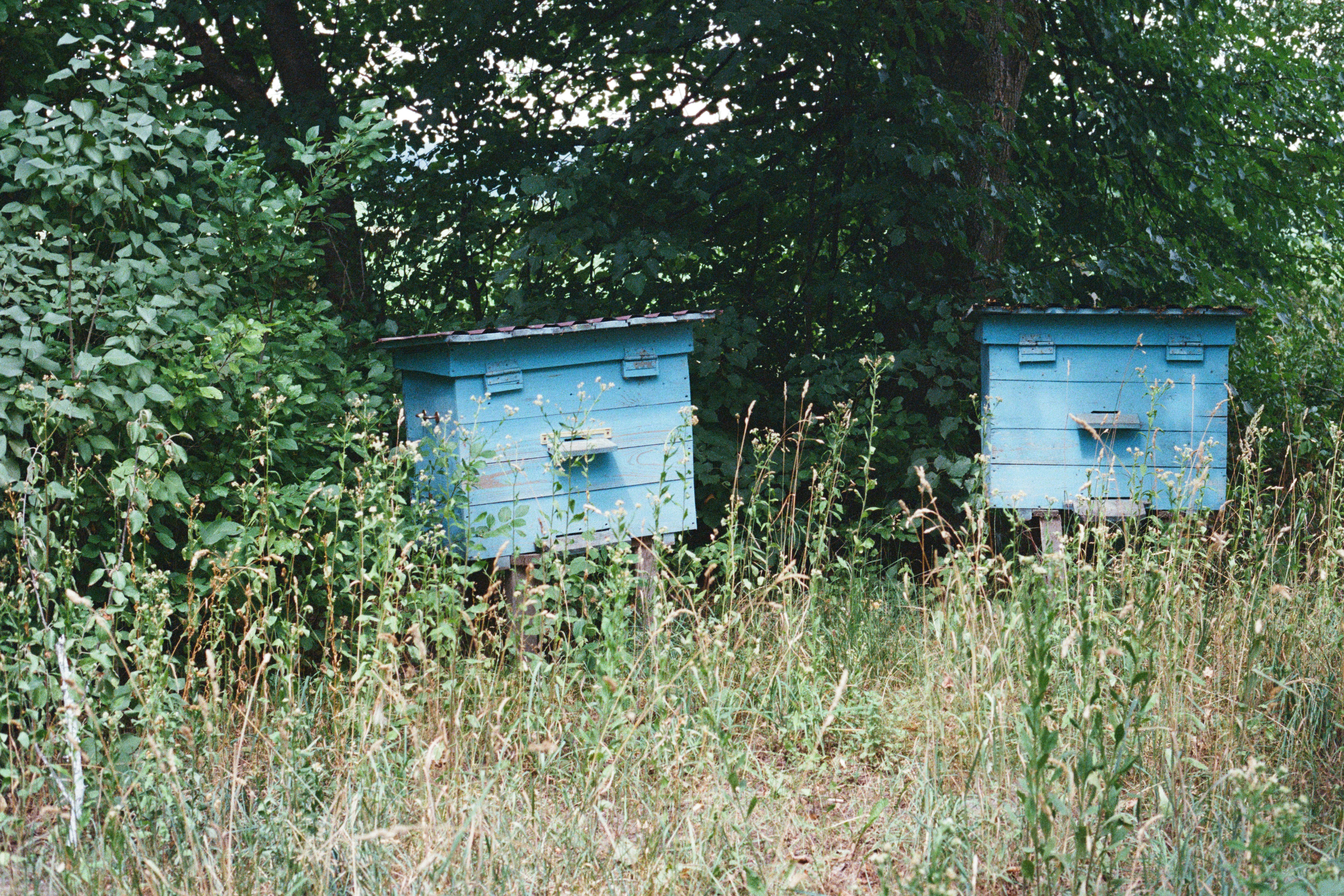 Two blue beehives stand in tall grass near trees