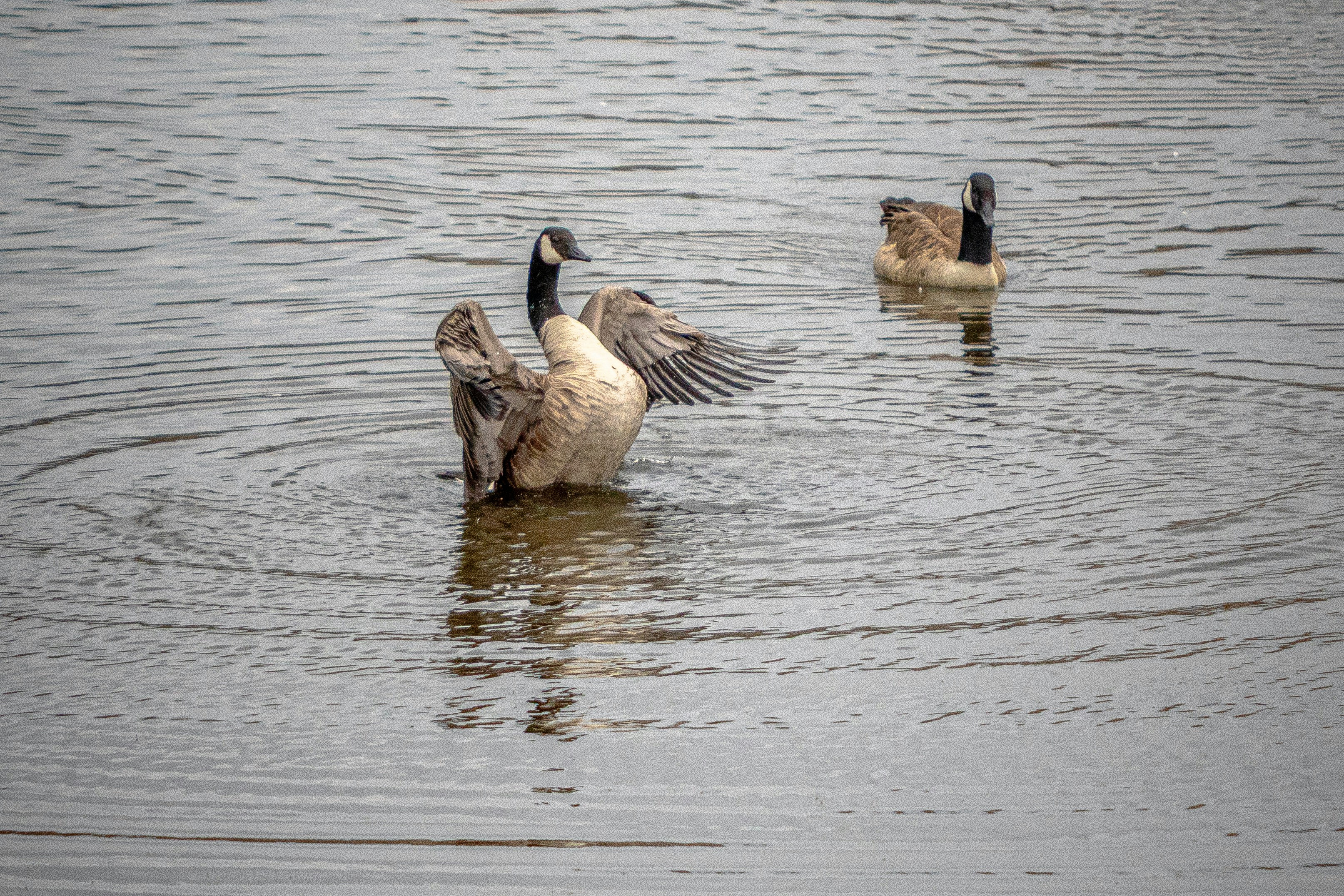 Two geese in water, one flapping wings
