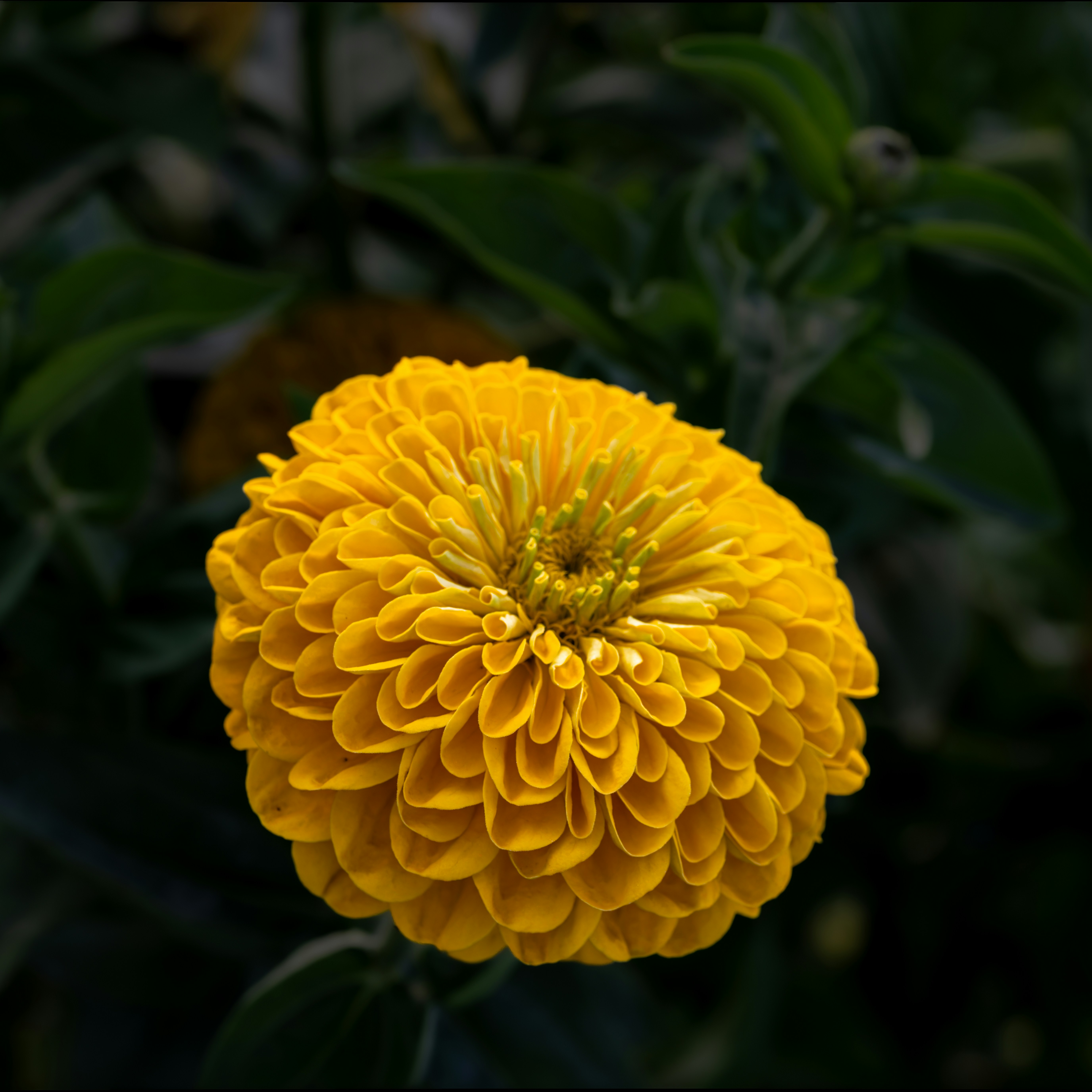 A vibrant yellow zinnia flower against a dark green background.