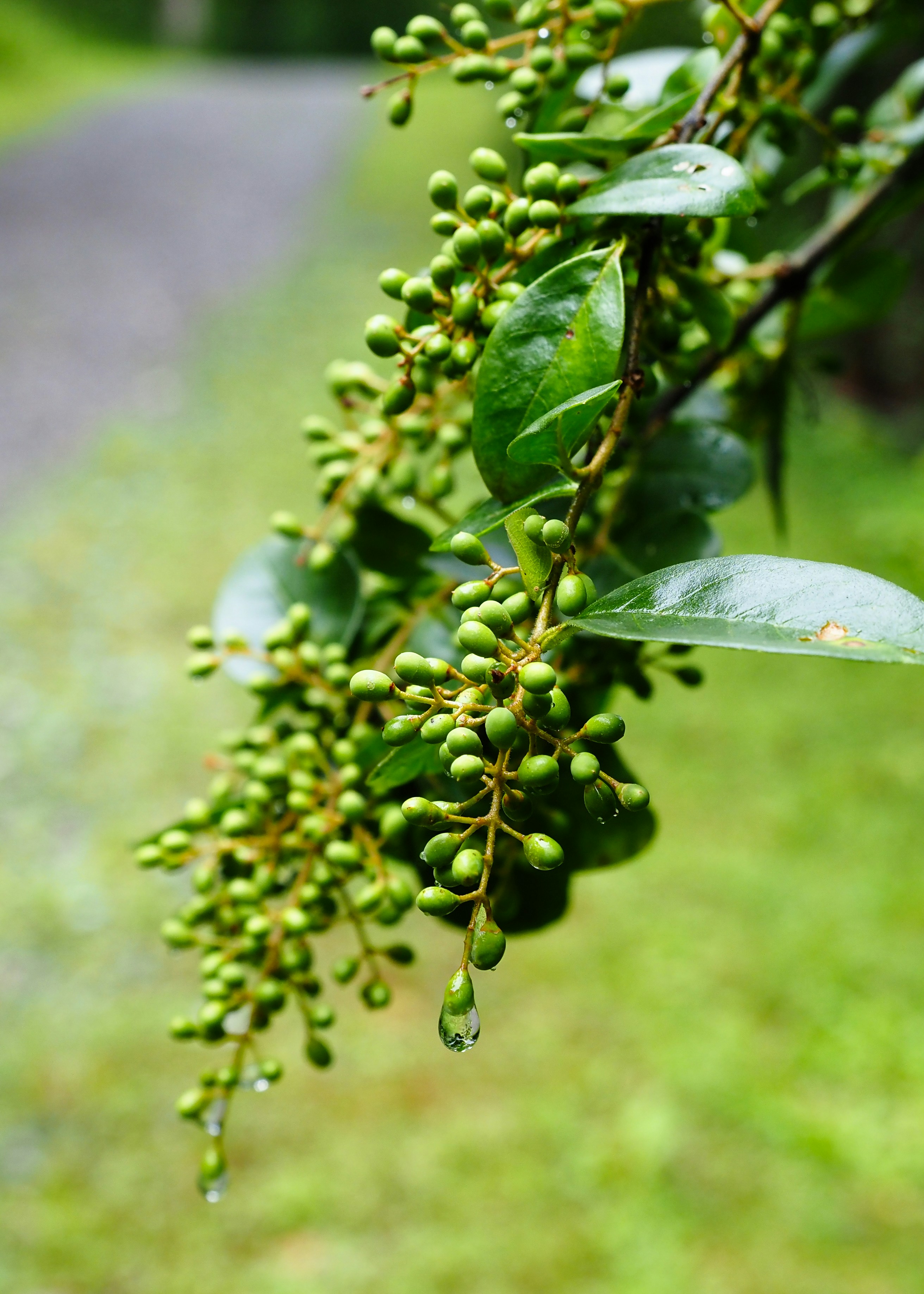 Vibrant green berries and leaves with glistening water droplets.