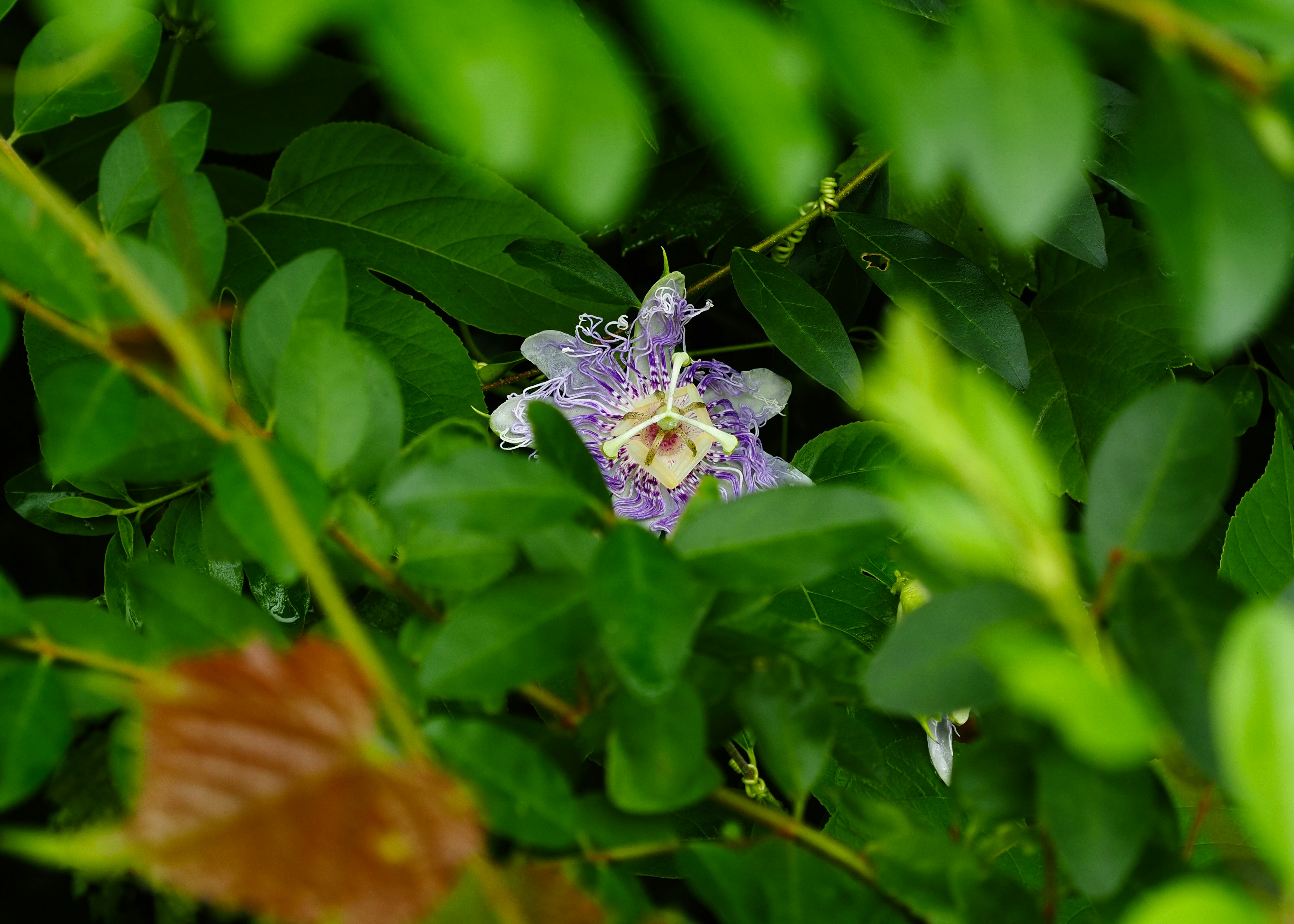 A delicate purple flower peeking through lush green leaves.