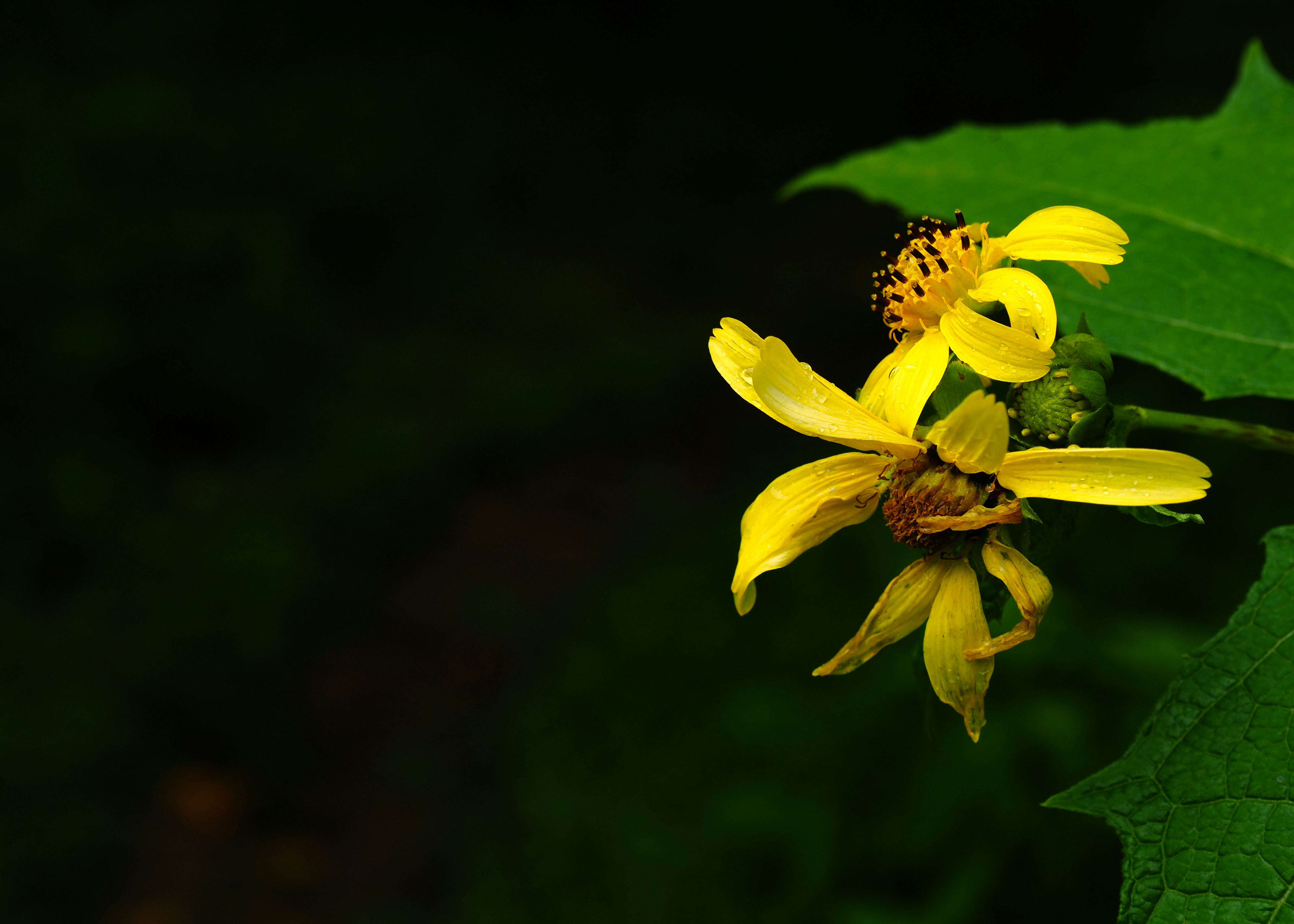 Two yellow flowers with green leaves against a dark background.