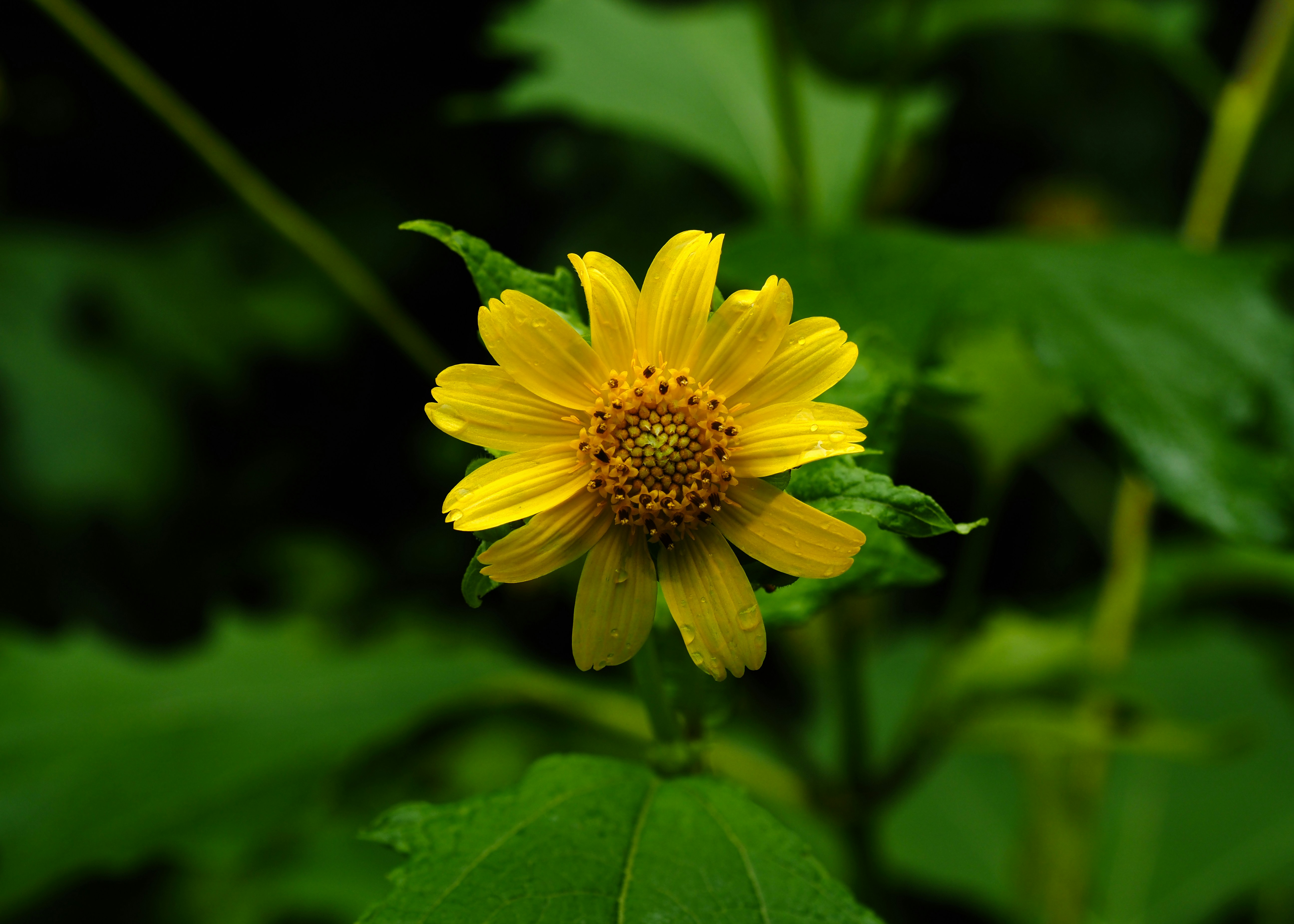 A vibrant yellow flower with green leaves in the background.