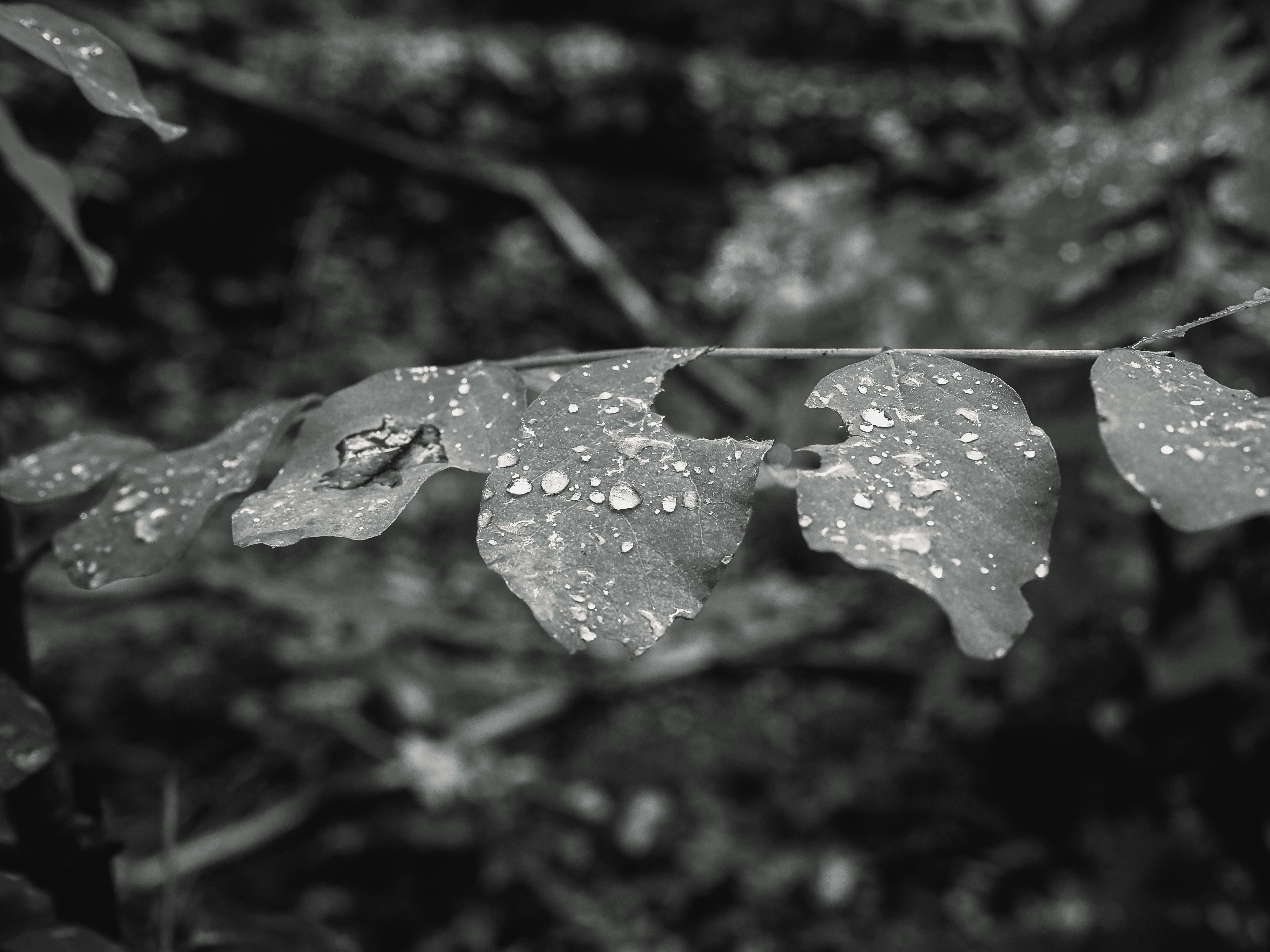 Monochrome leaf with water droplets and worn edges.