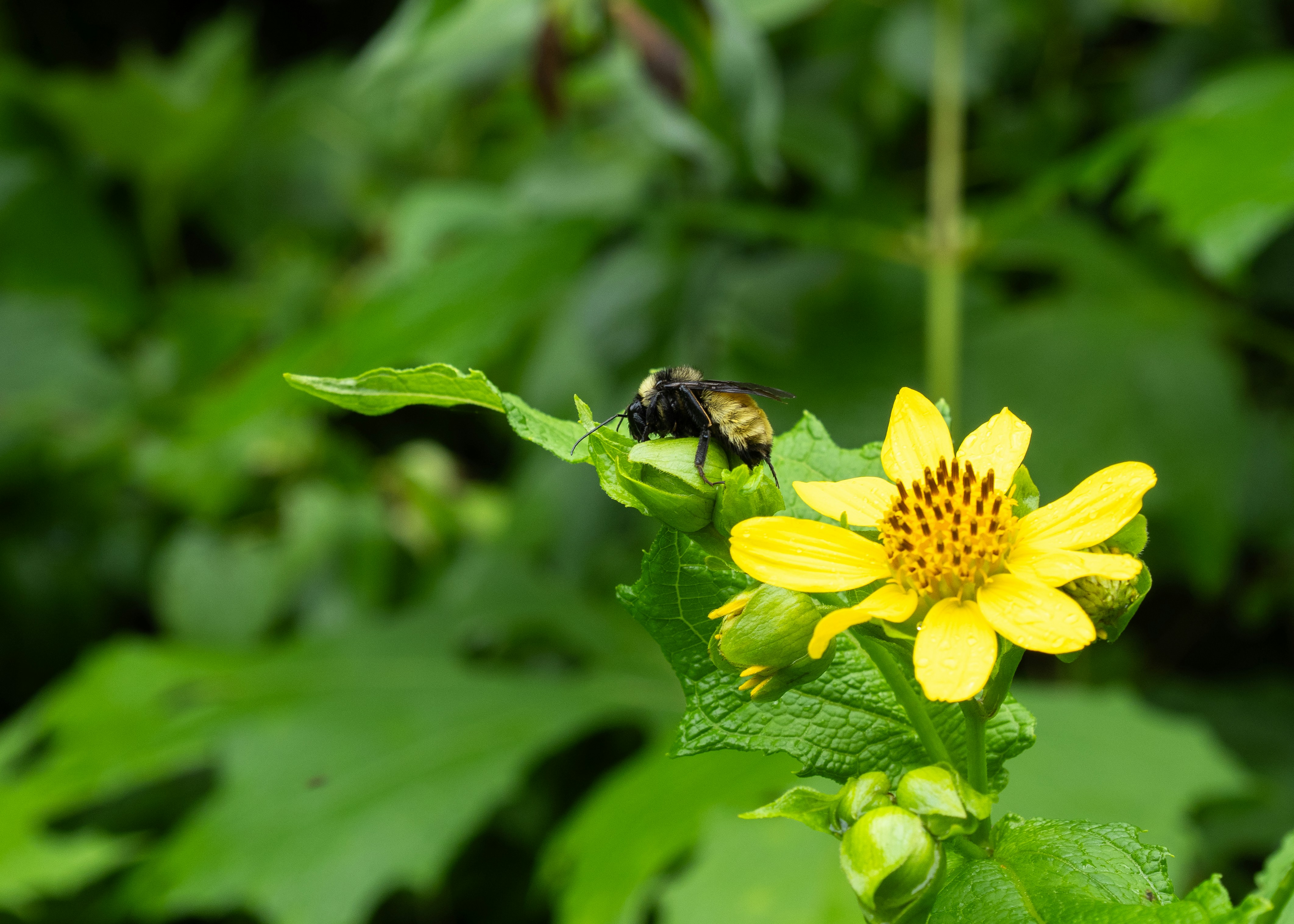 A bee on a yellow flower with green leaves.