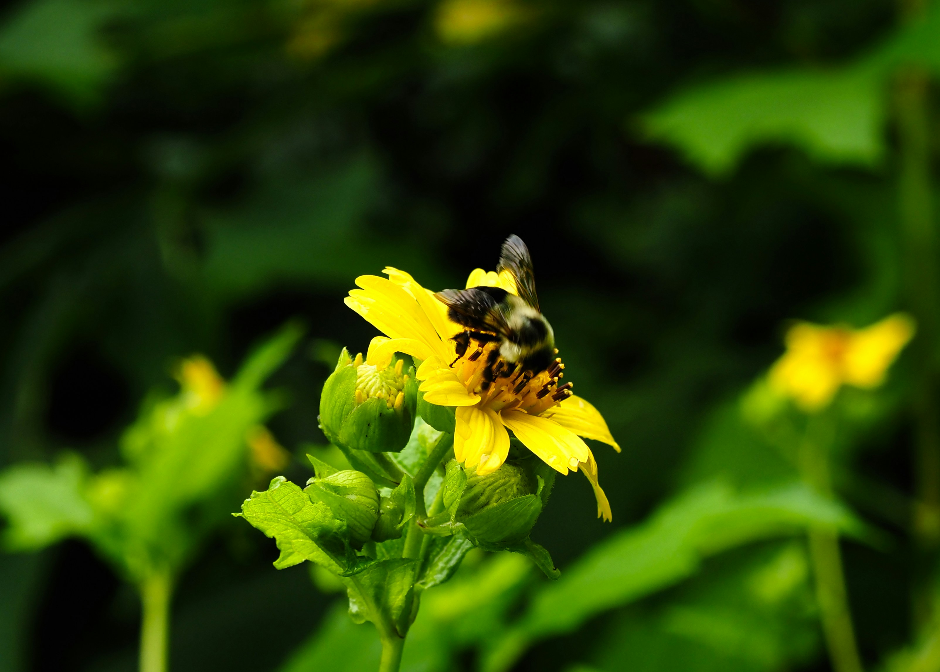 A bee pollinating a vibrant yellow flower.