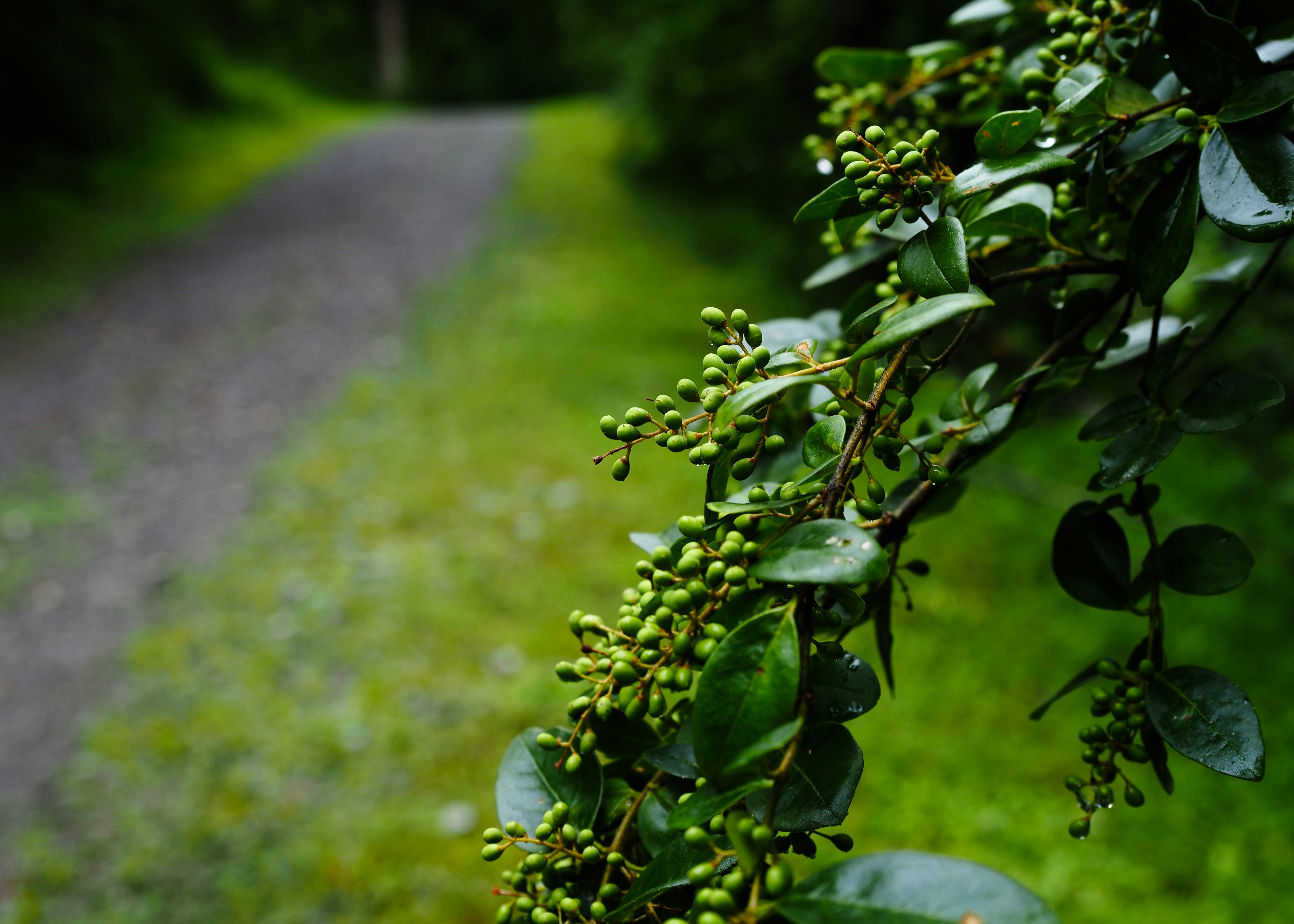 Branch with green buds and leaves, blurred forest path.