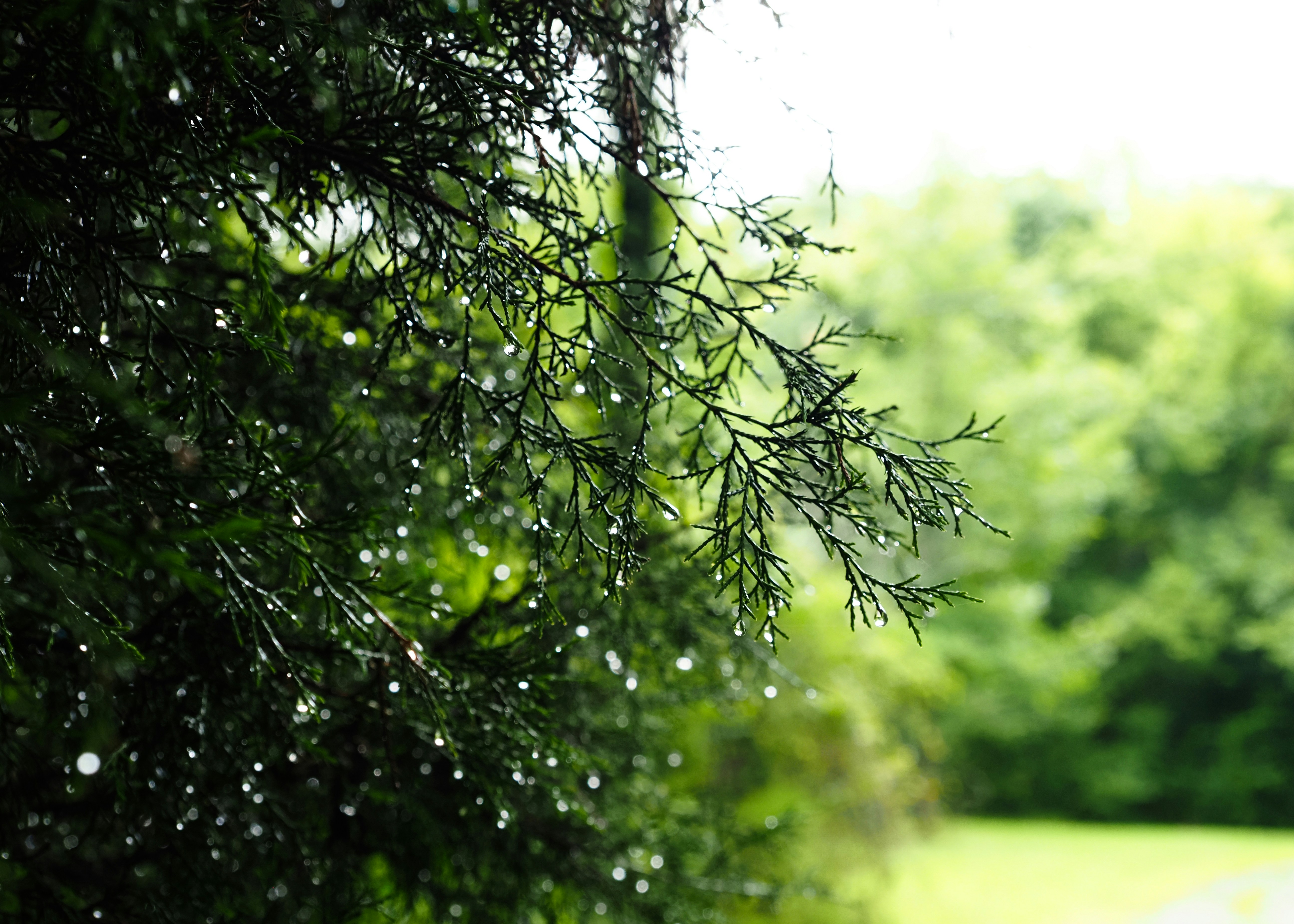 Glistening raindrops on vibrant green tree branches in nature.