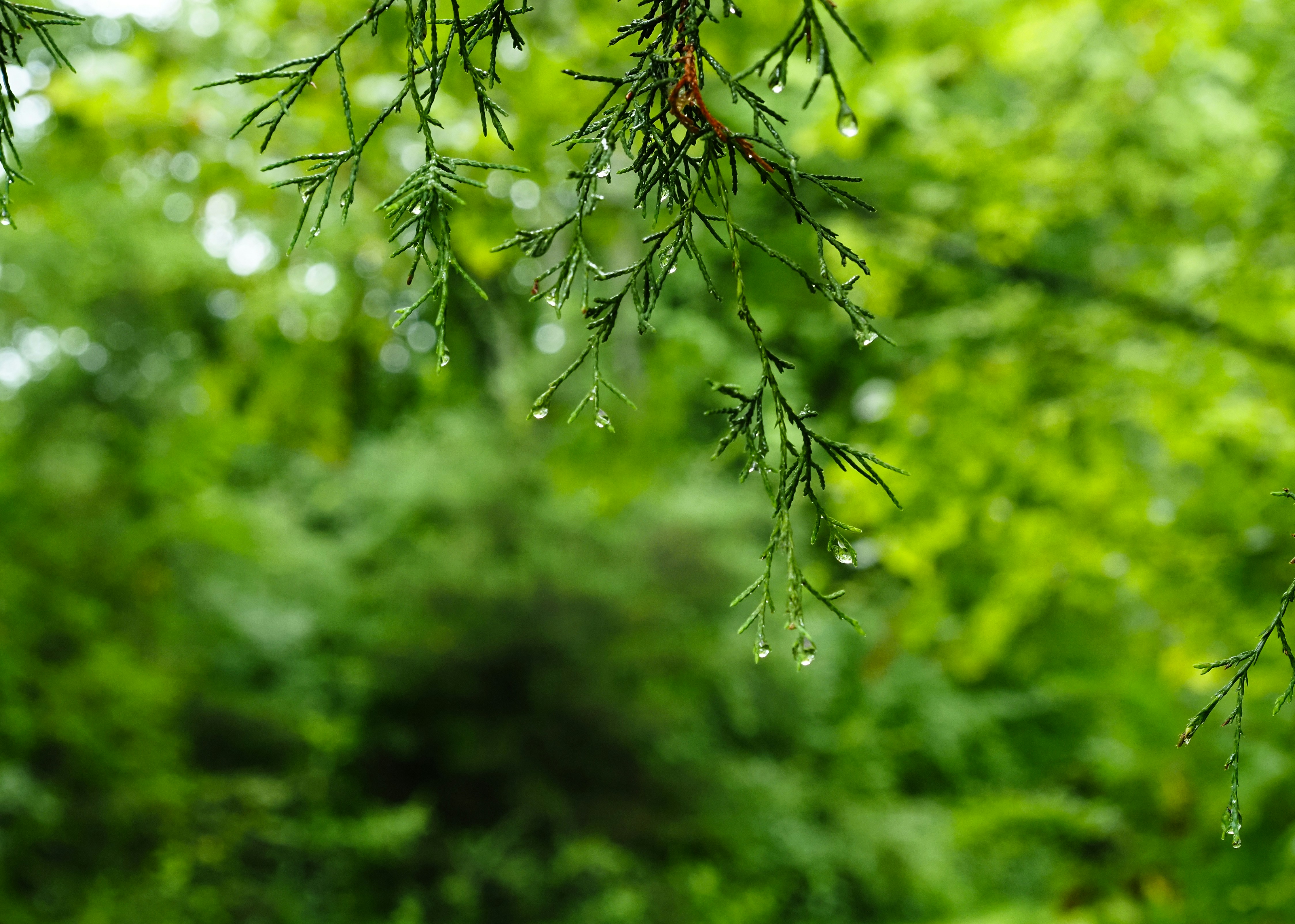 Green foliage with water droplets after rain.