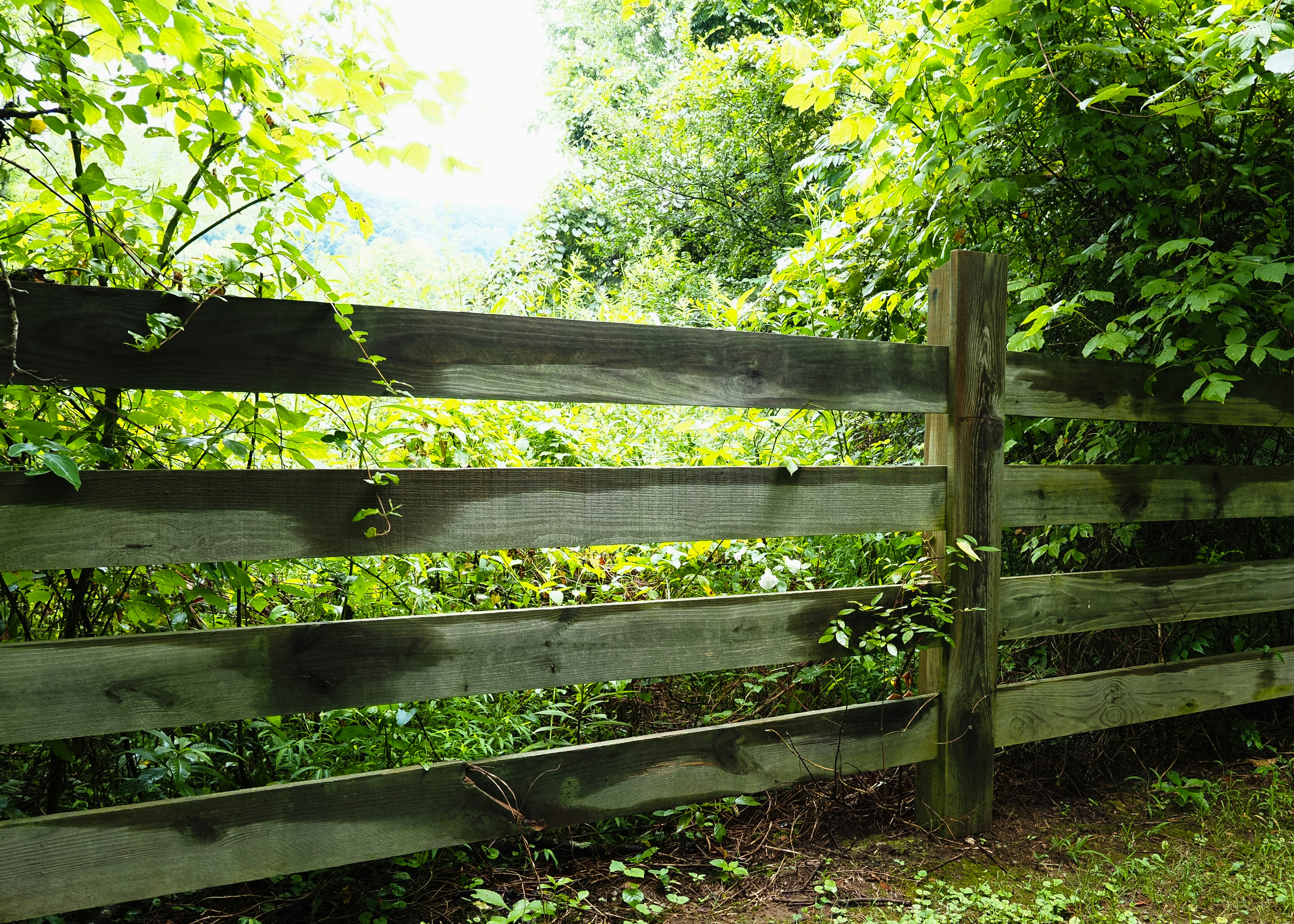 A weathered wooden fence surrounded by lush green foliage.