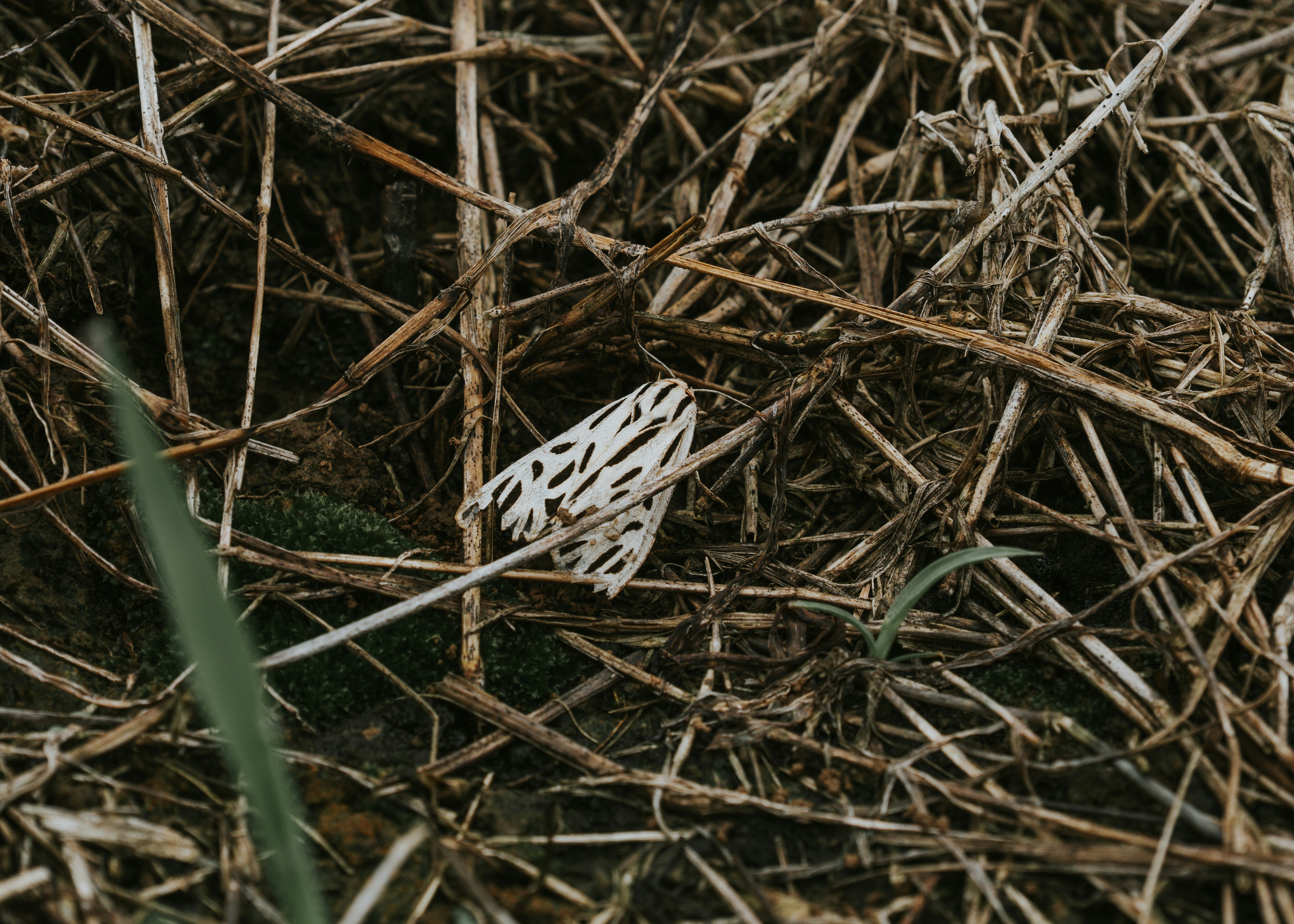 Delicate white mushroom in dry, brown field.