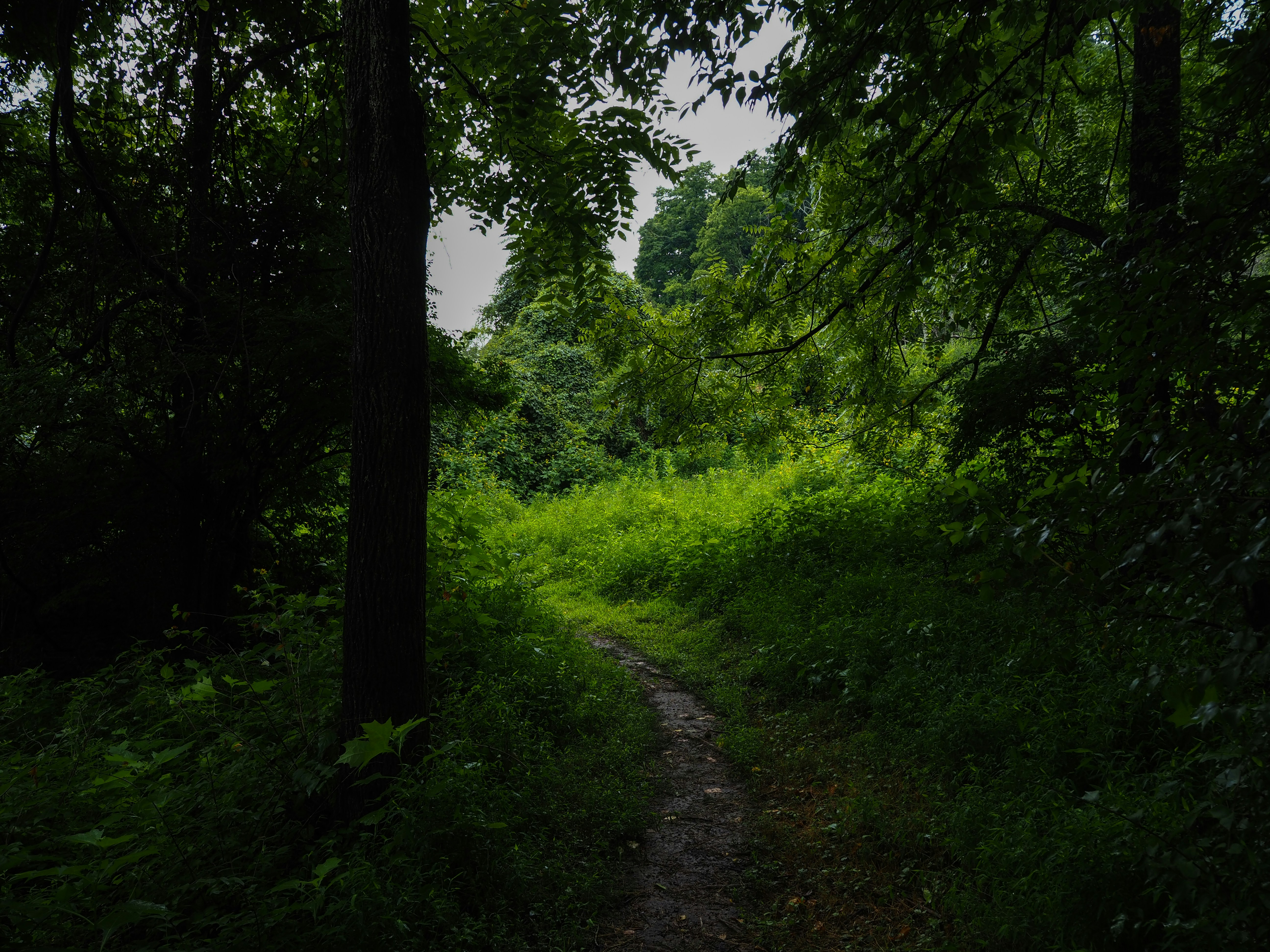 A narrow path winds through a dense, green forest.