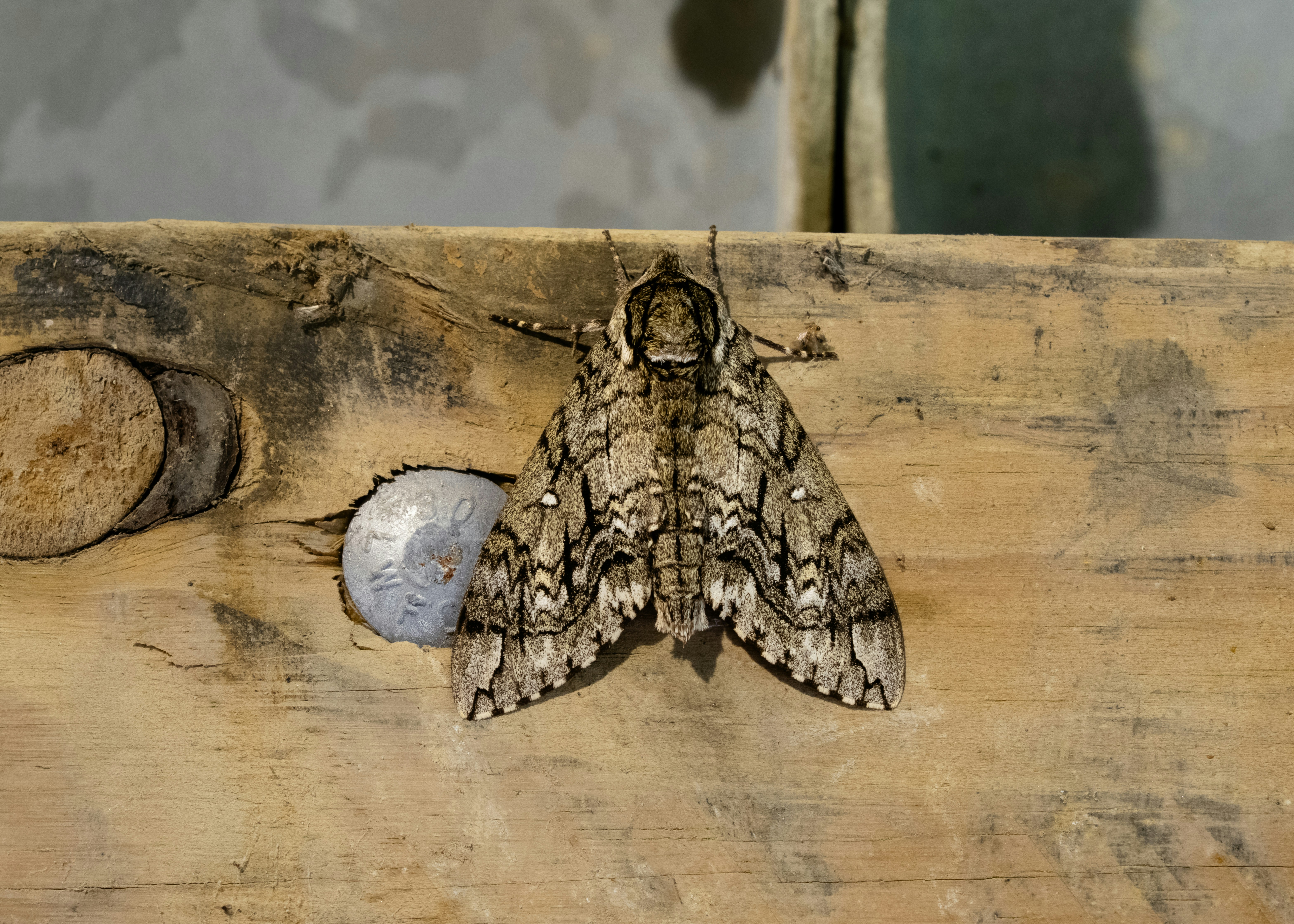 A patterned moth rests on a rustic wooden beam.