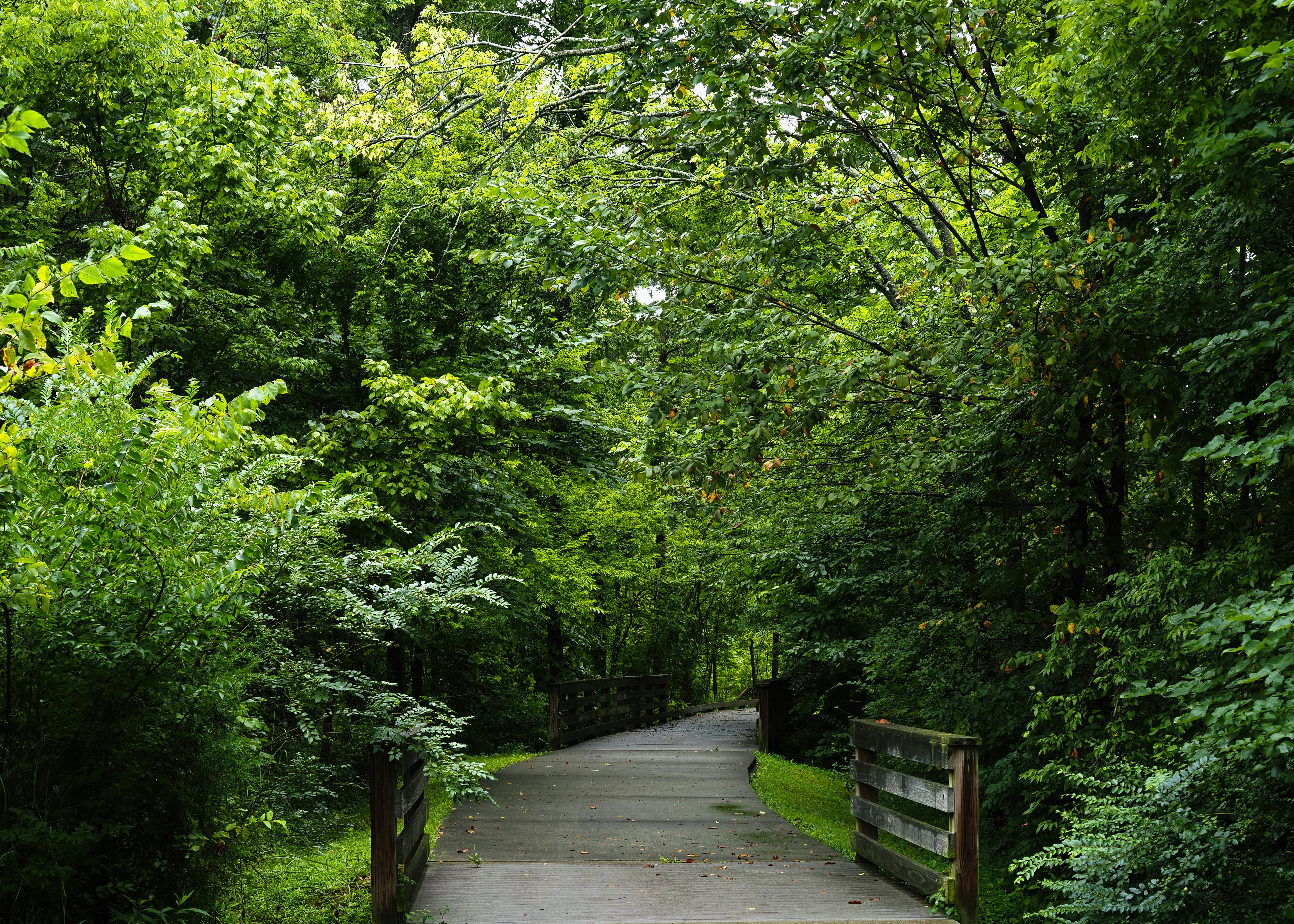 Paved path winding through a lush green forest.
