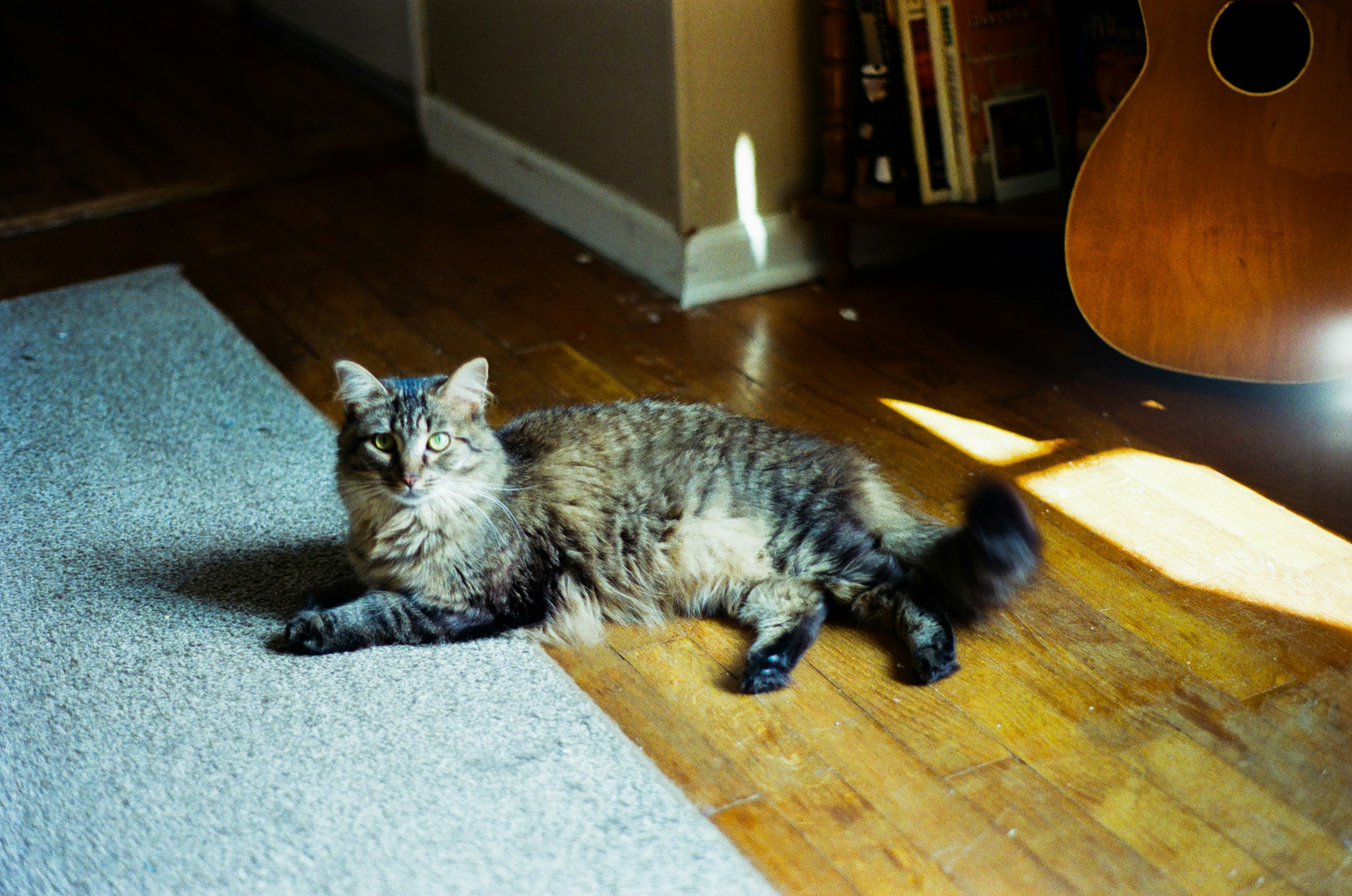 Tabby cat resting on a rug and wooden floor