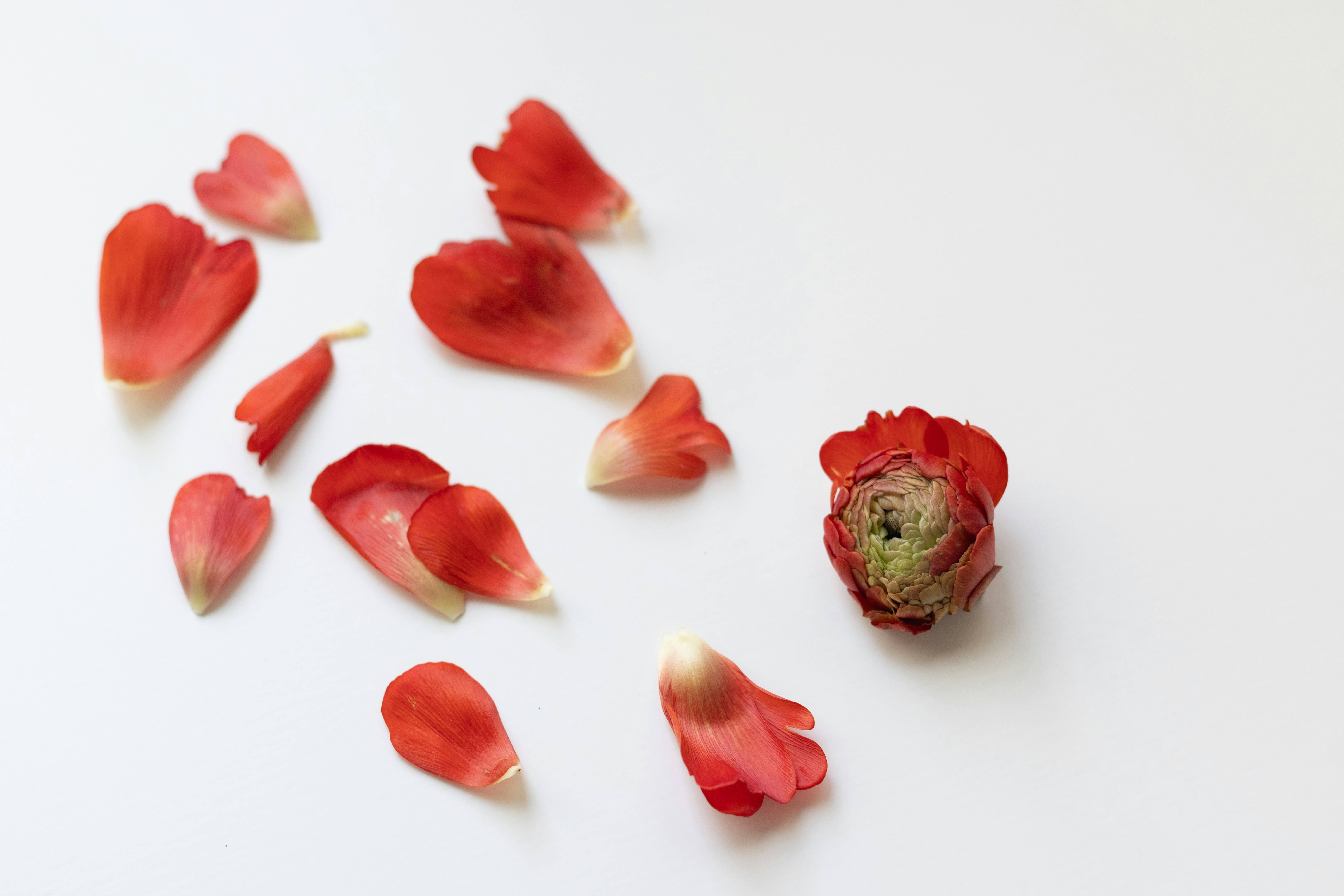 Red flower petals and a small bud on white