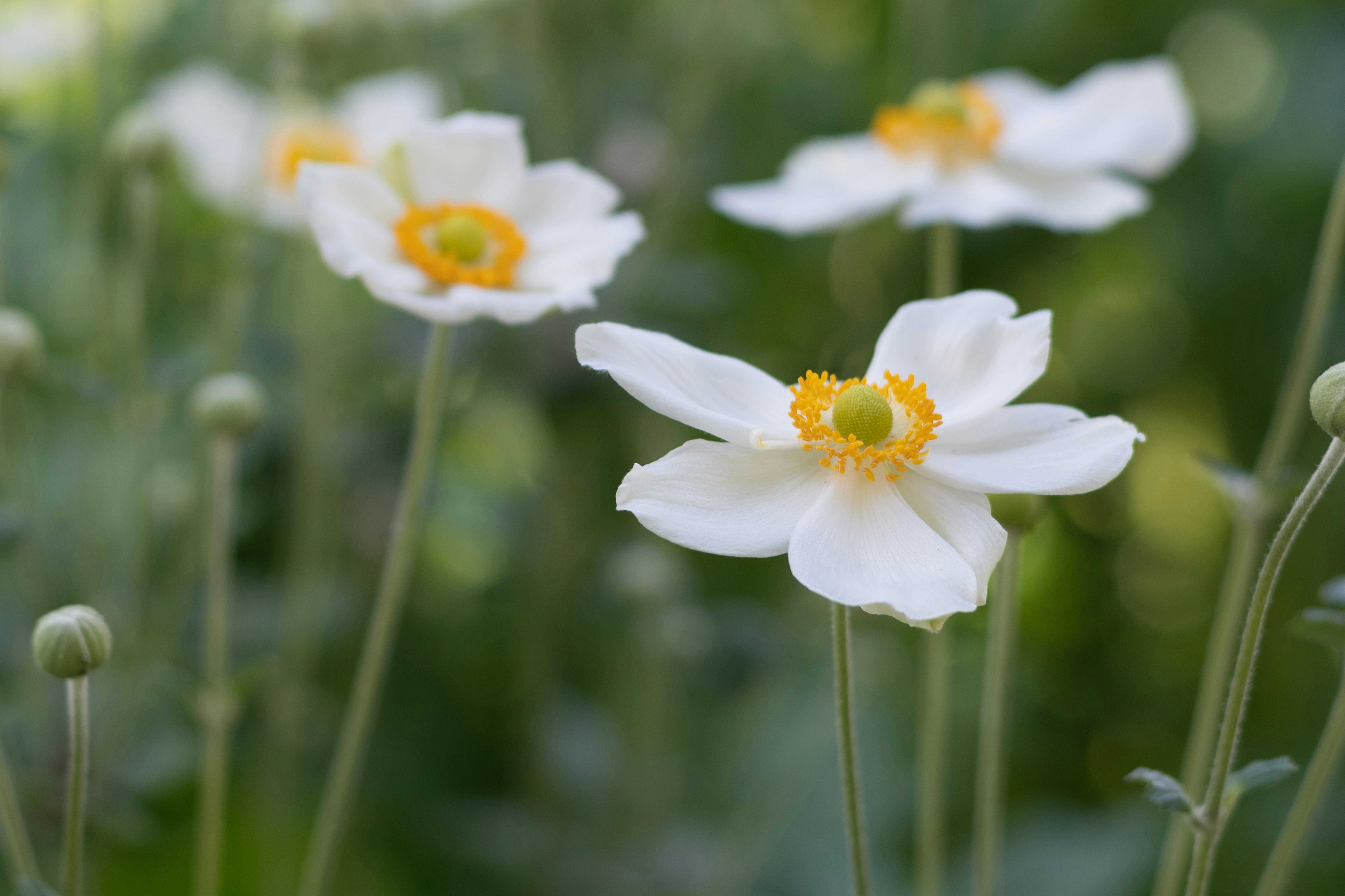 White flowers with yellow centers blooming in a garden
