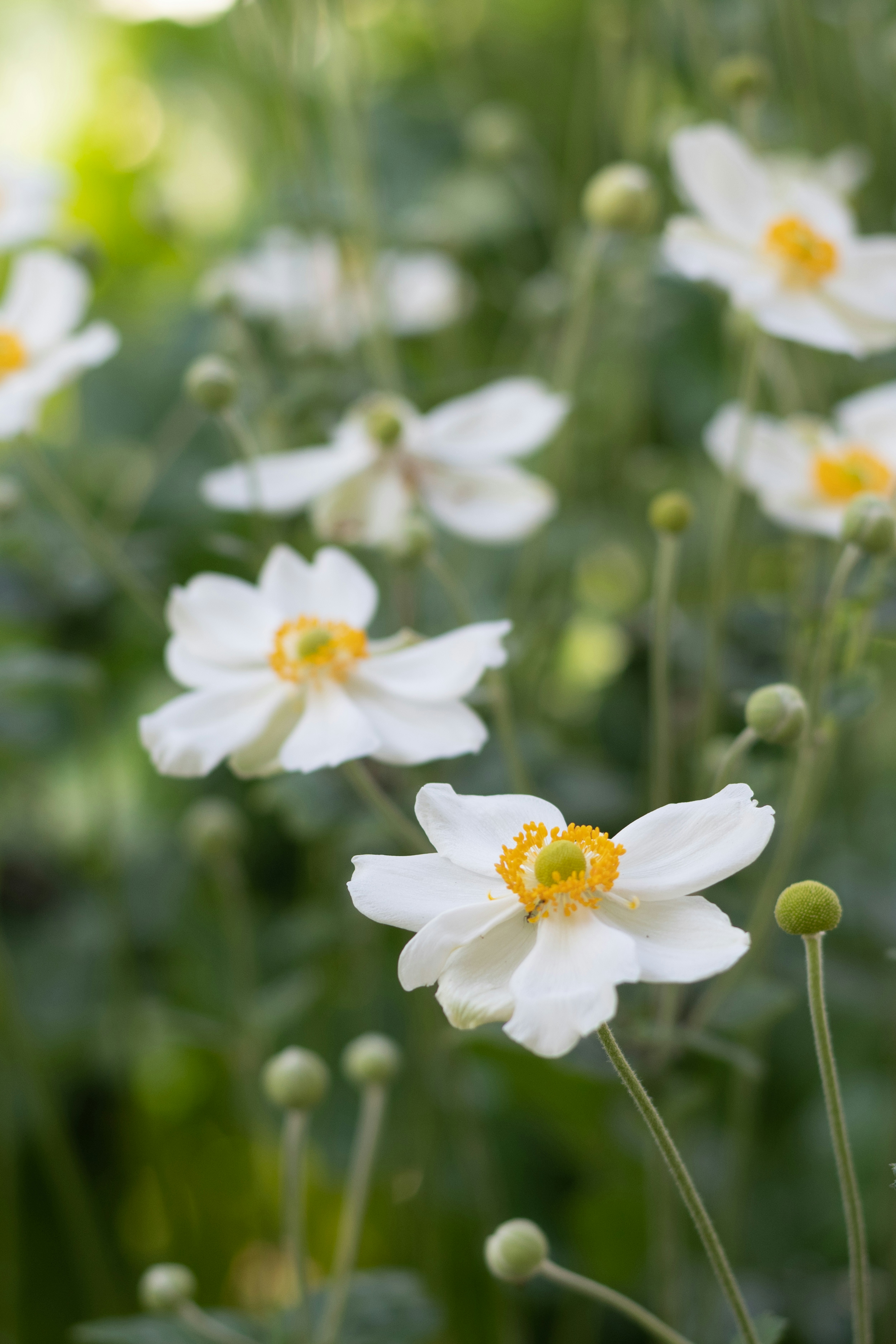 Des fleurs blanches avec des centres jaunes qui fleurissent dans un jardin.