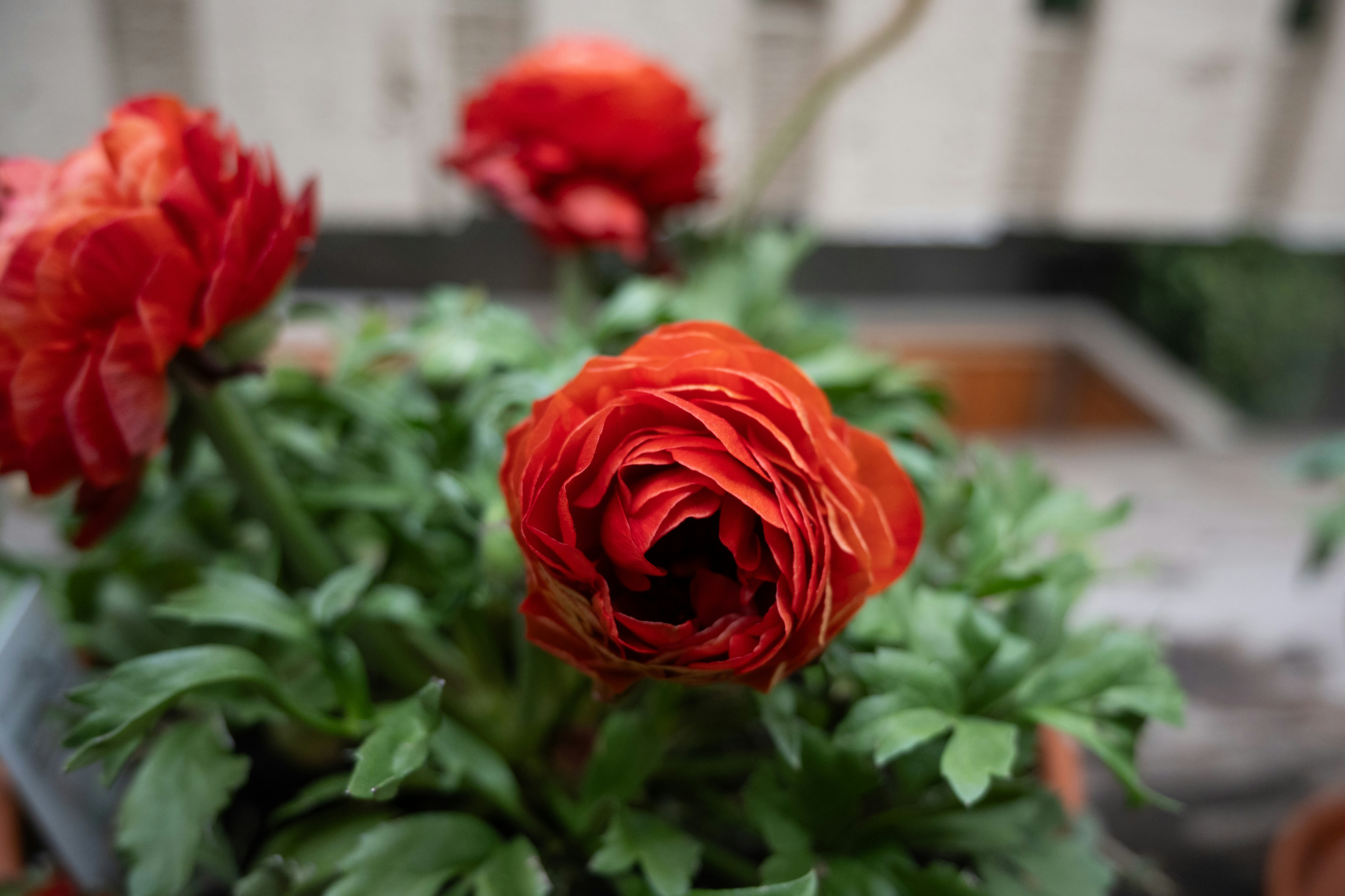 Vibrant red ranunculus flowers with lush green leaves
