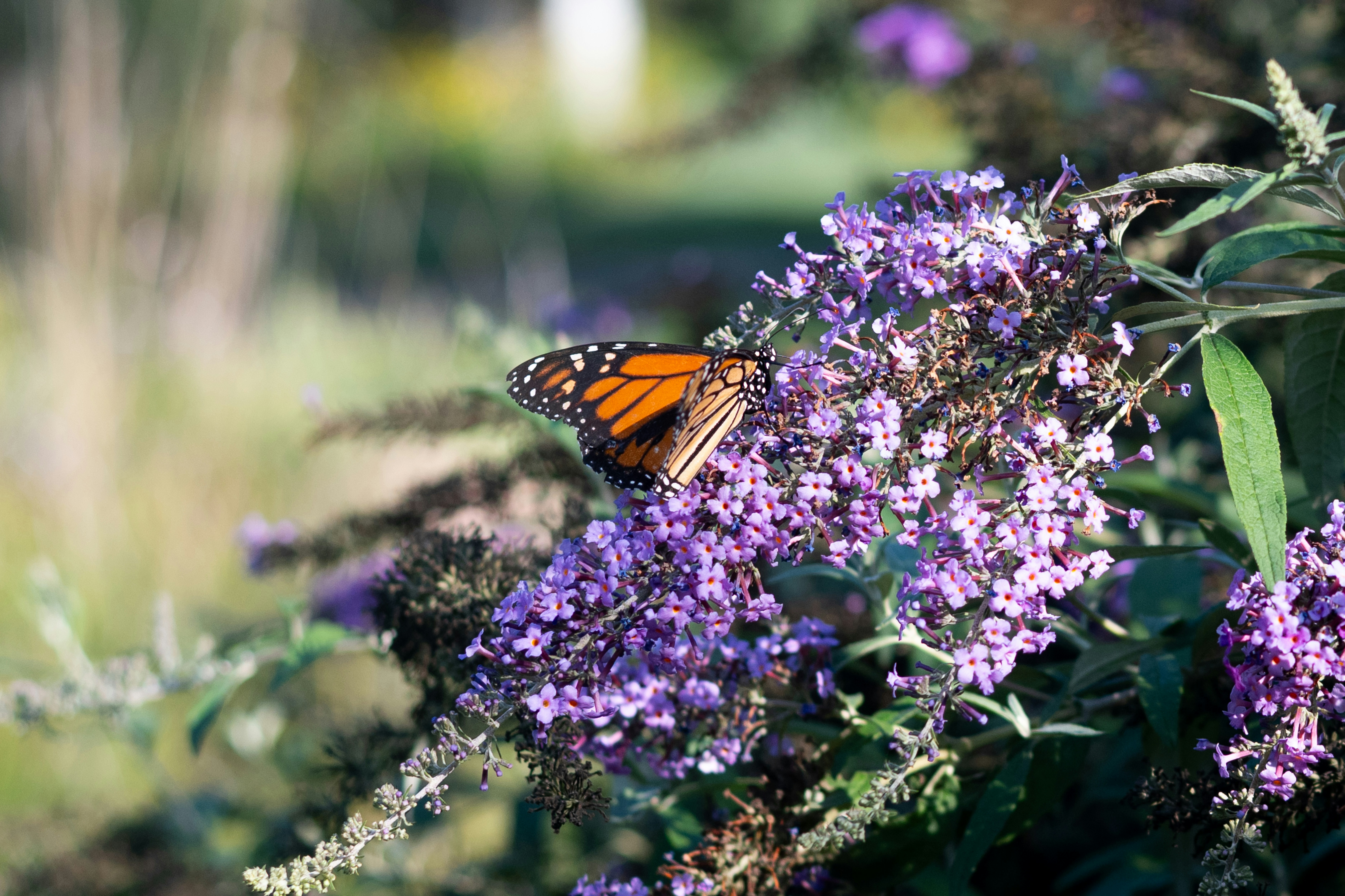A monarch butterfly rests on vibrant purple flowers in sunlight