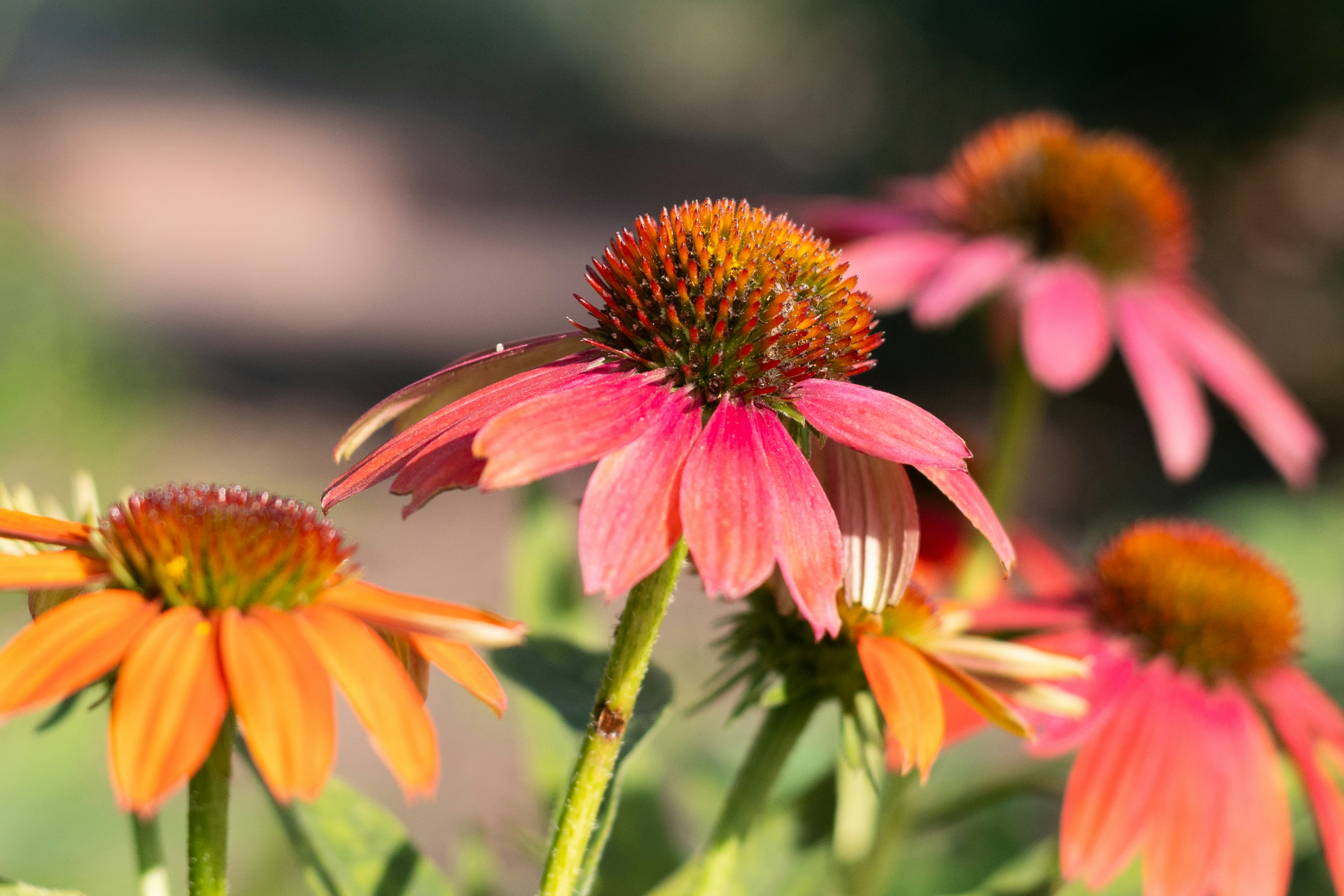Vibrant pink and orange coneflowers blooming in a garden