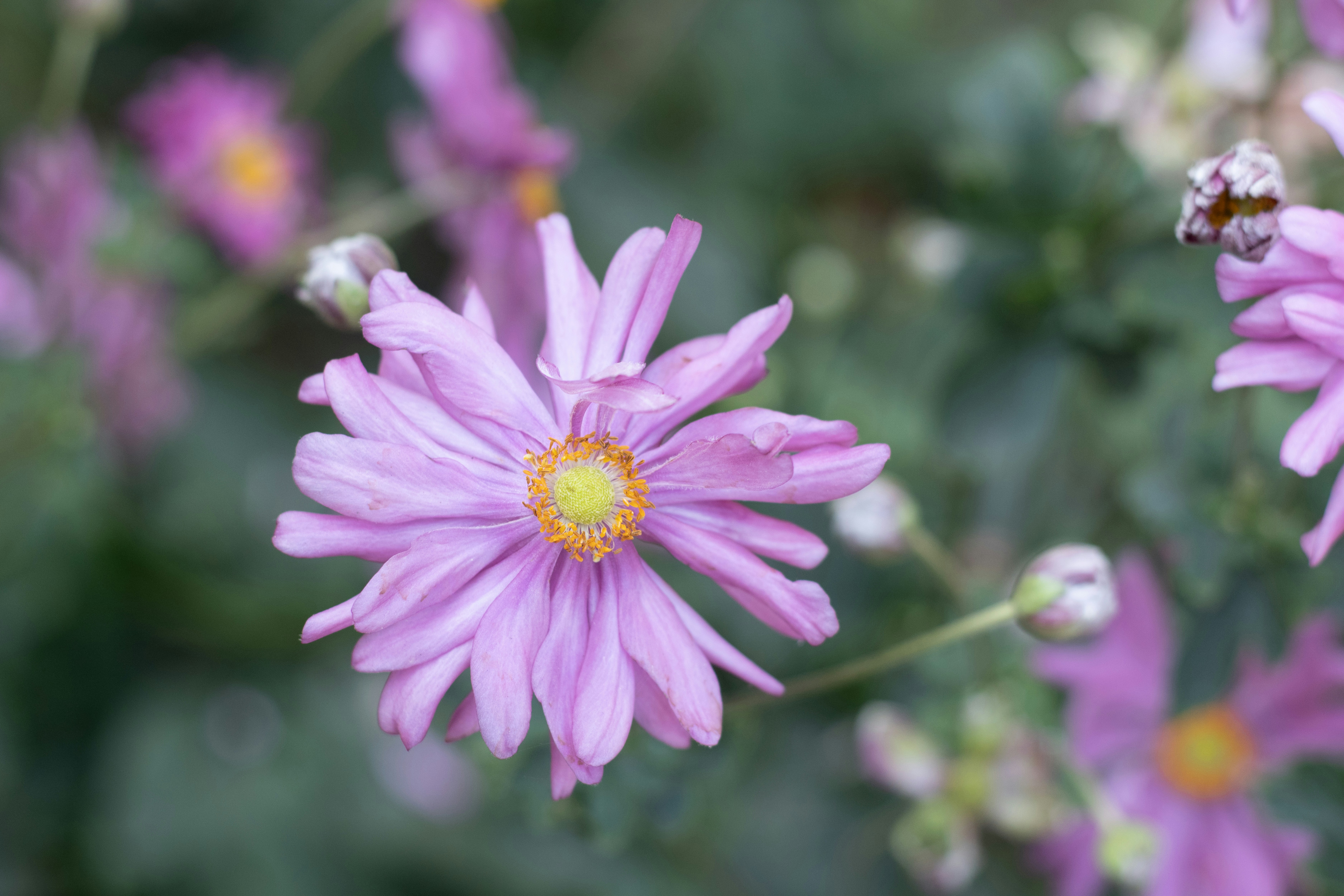 Purple flower with yellow center among green foliage
