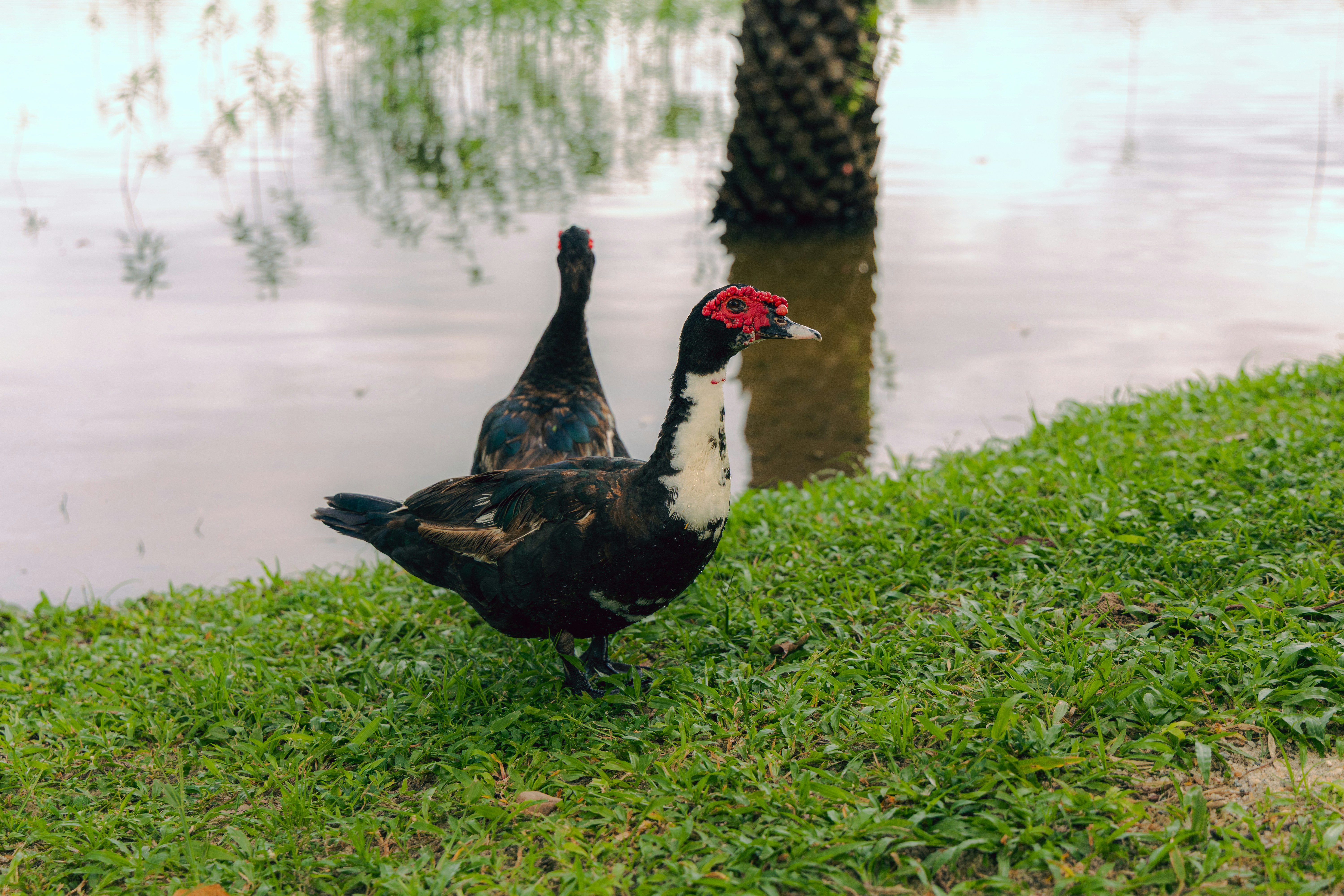 Dua bebek di rumput hijau di samping badan air