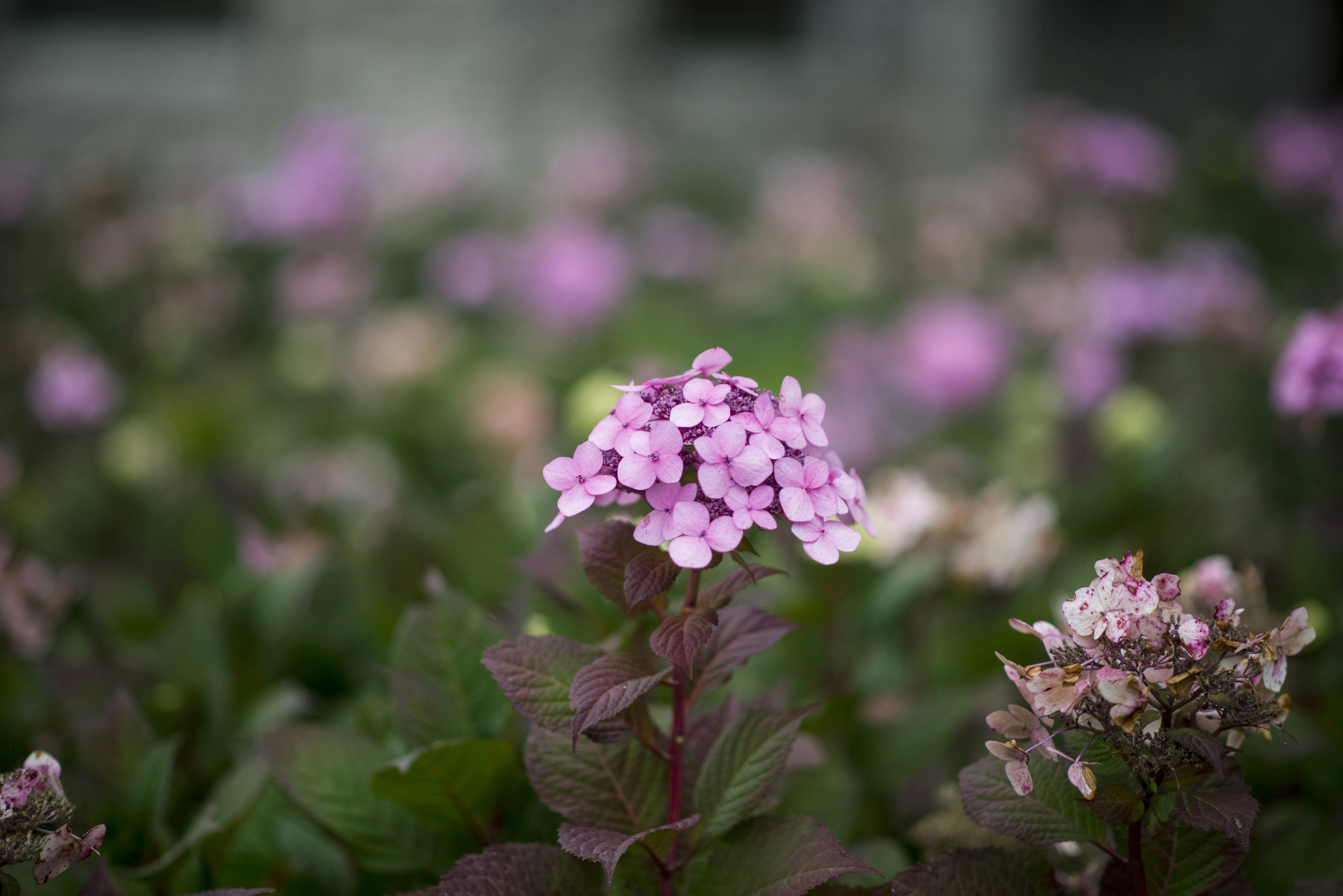 A vibrant cluster of pink flowers blooming in a garden