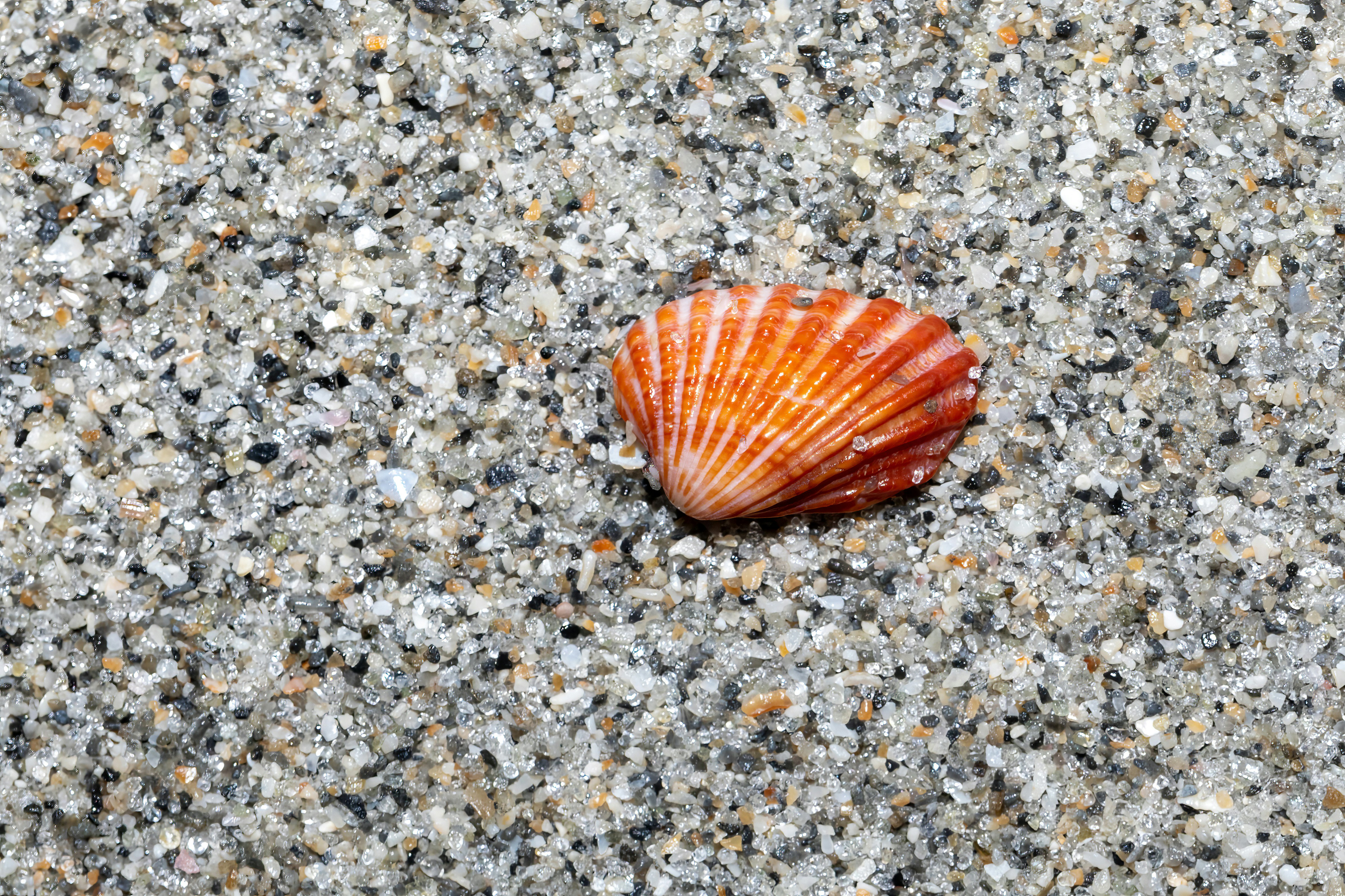 Kerang oranye dan putih bertumpu di atas pasir bertekstur