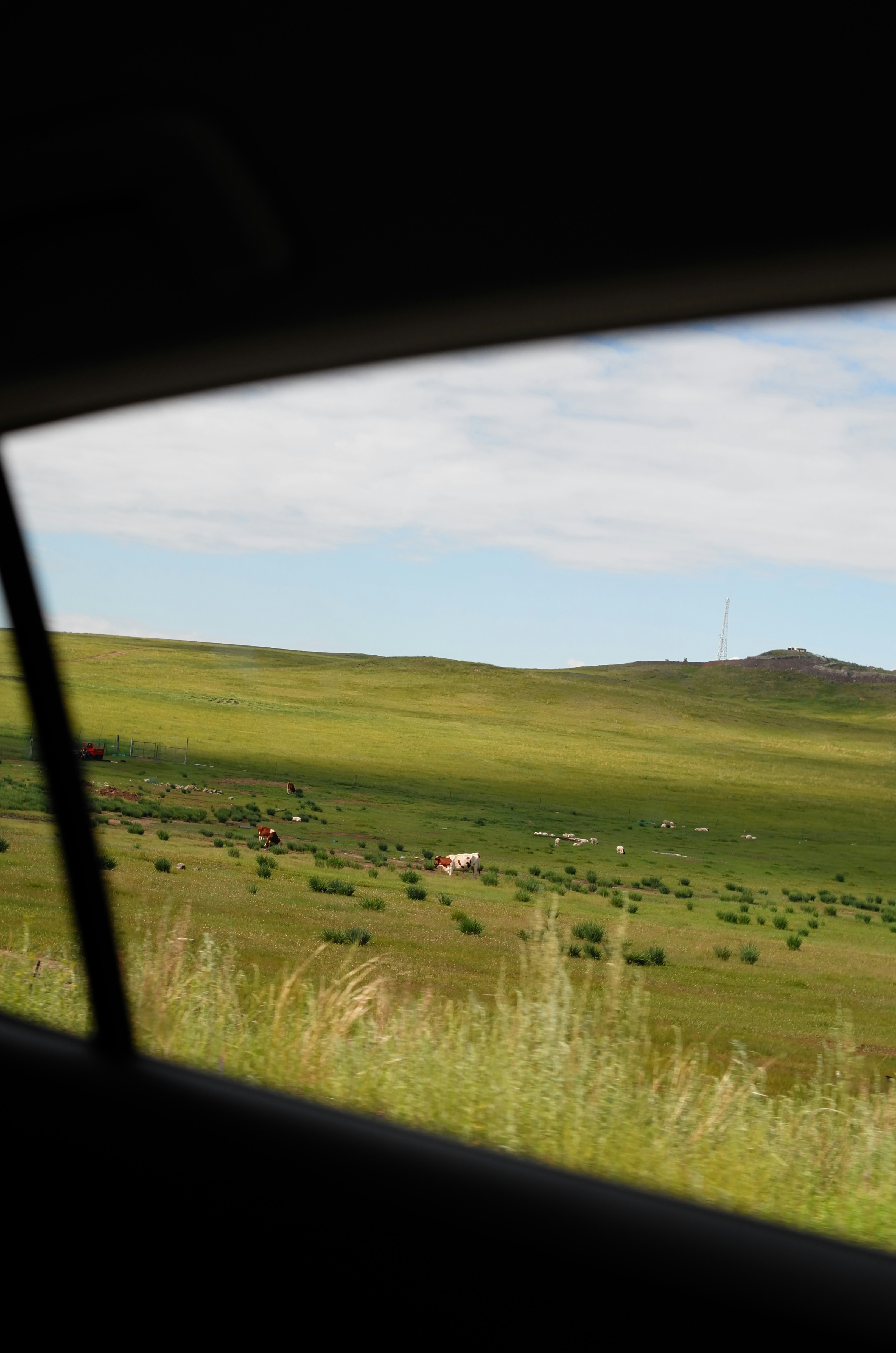 Rolling green pasture with grazing cows visible beyond the car window; open sky above and a distant hill. Photograph captured through a vehicle window, emphasizing the frame edges and sense of motion.