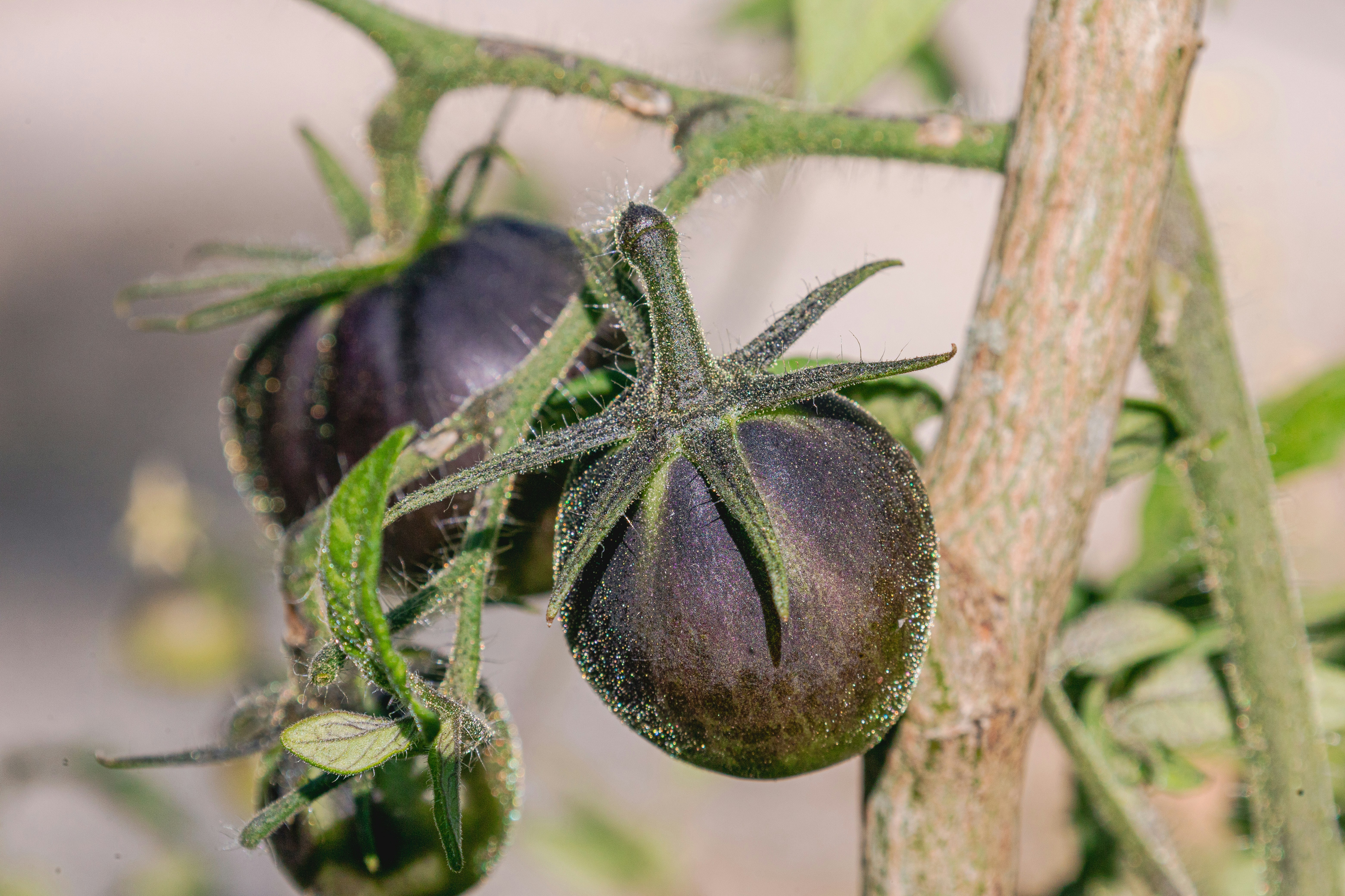 Dark purple tomatoes ripening on a plant